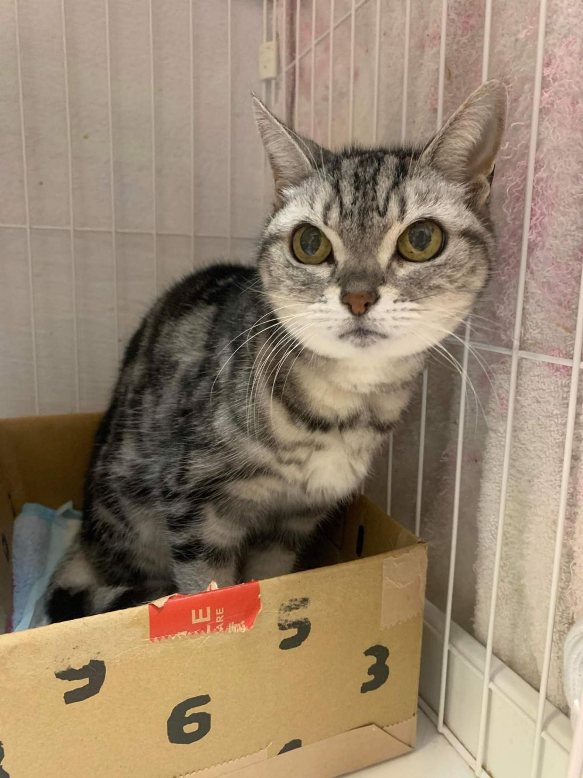 pet-image-5