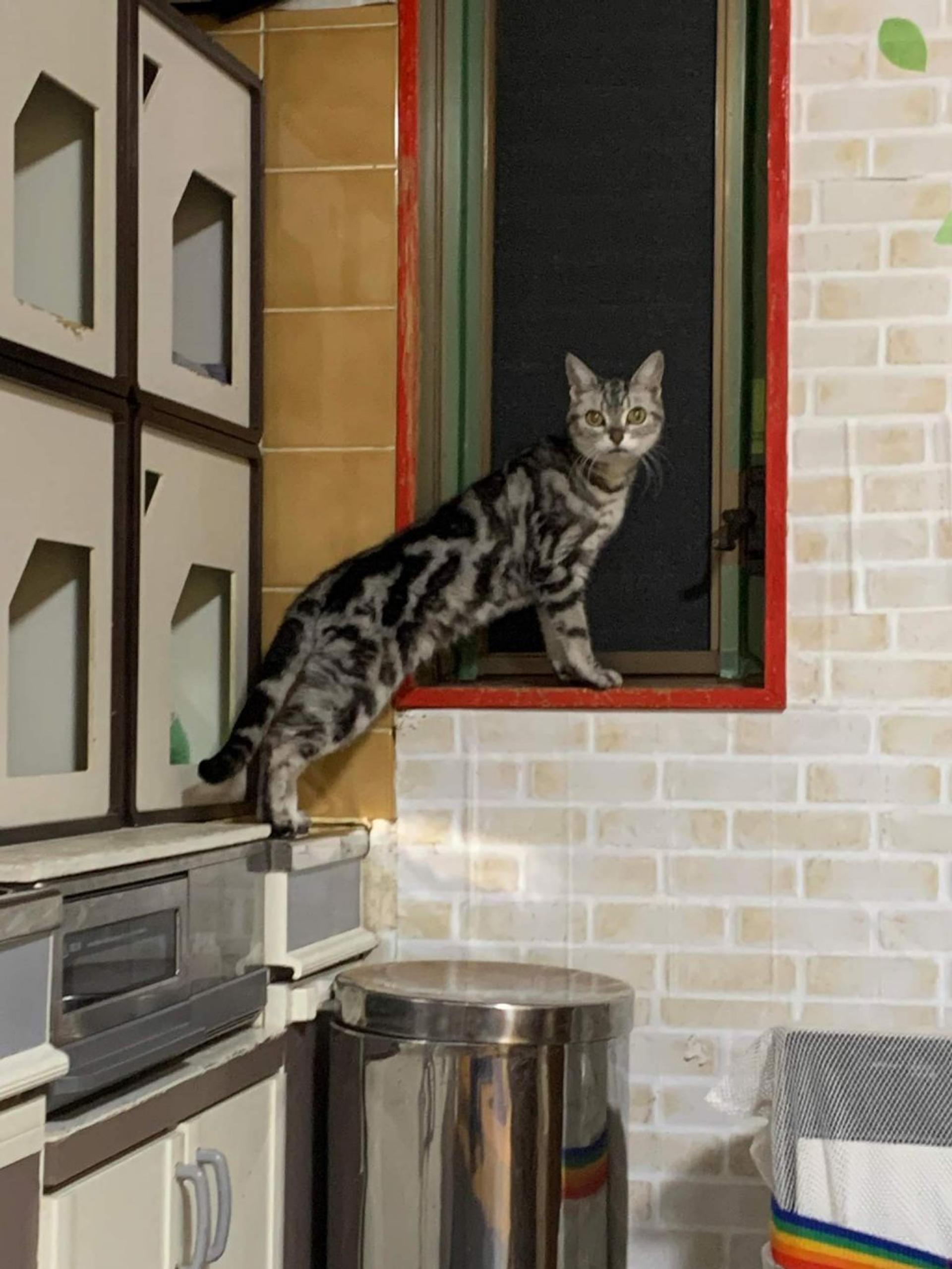 pet-image-6