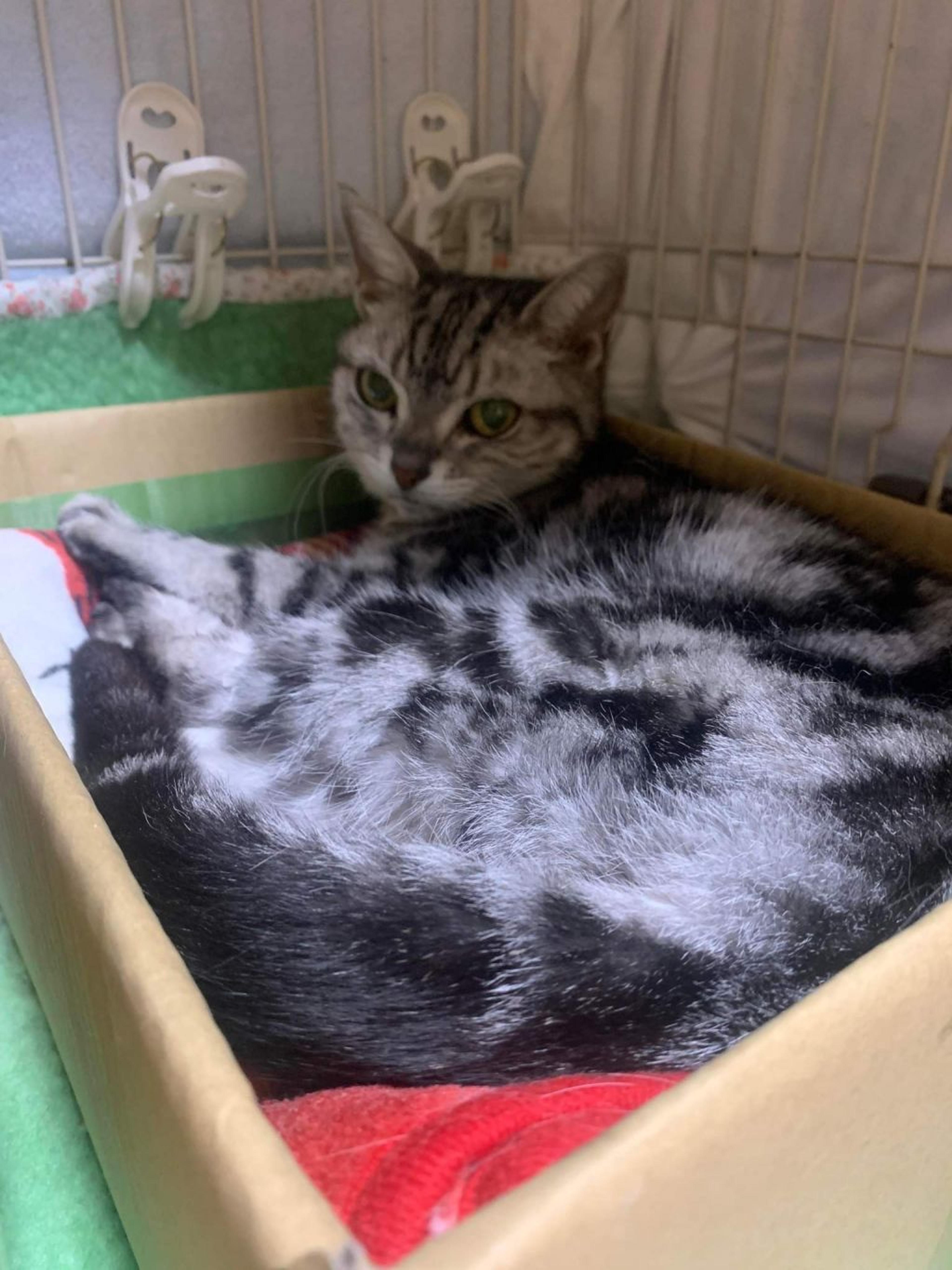 pet-image-9
