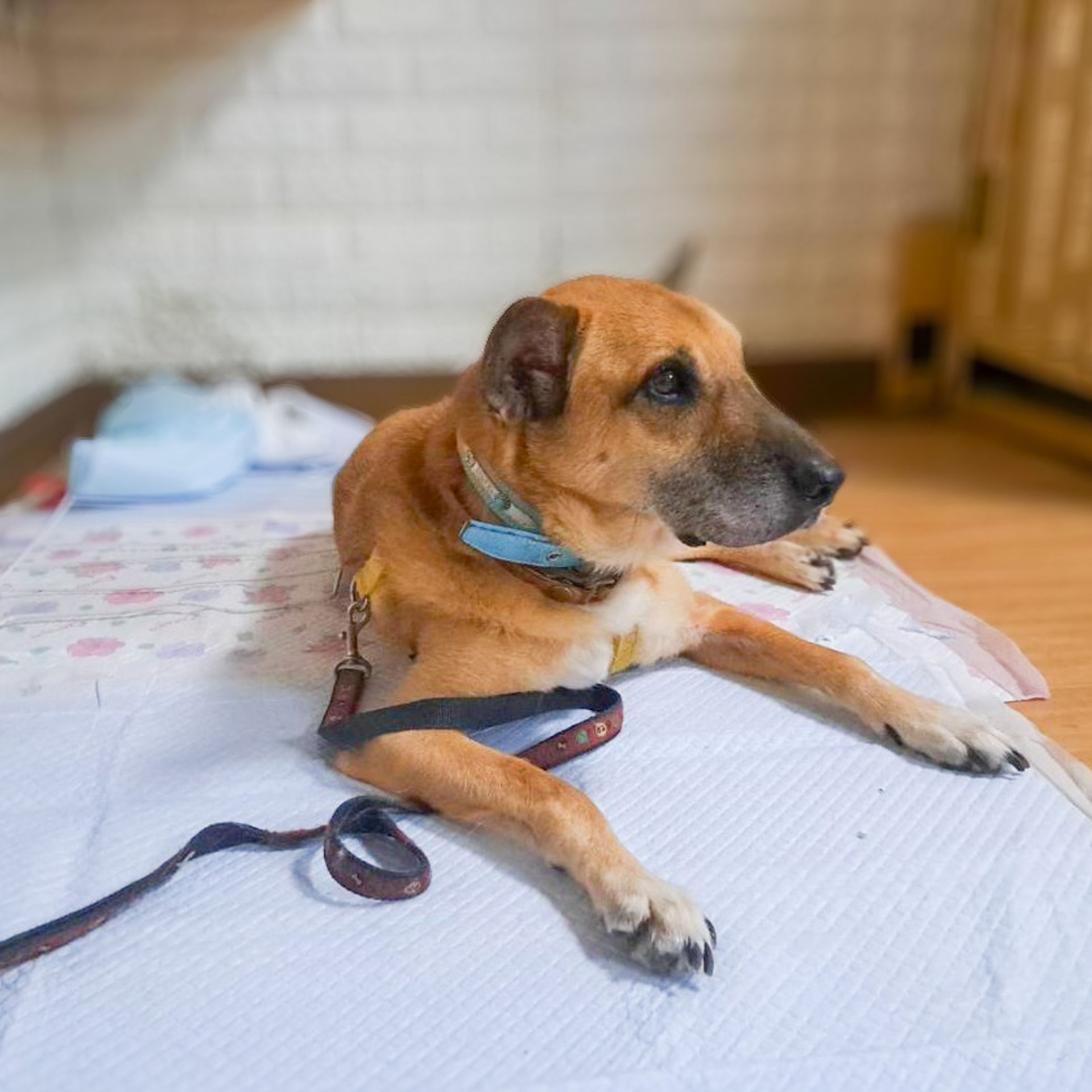 雑種（ミックス犬）・オスの里親募集の写真