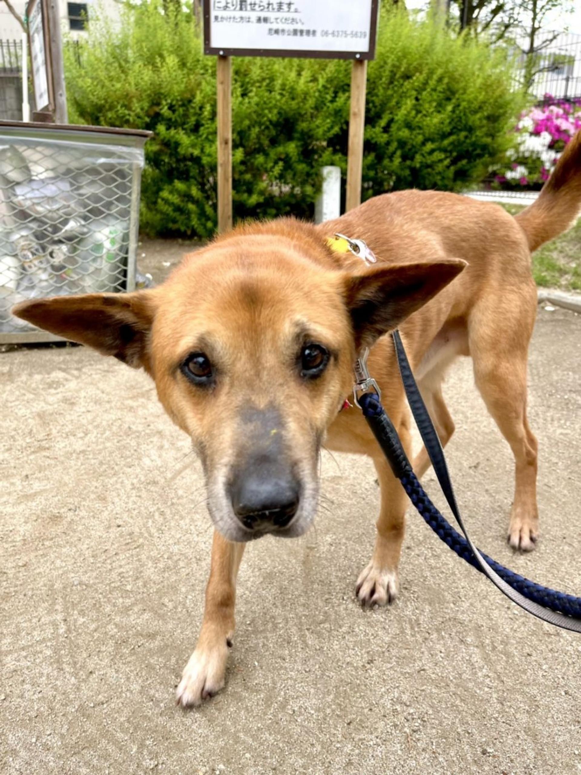 pet-image-9