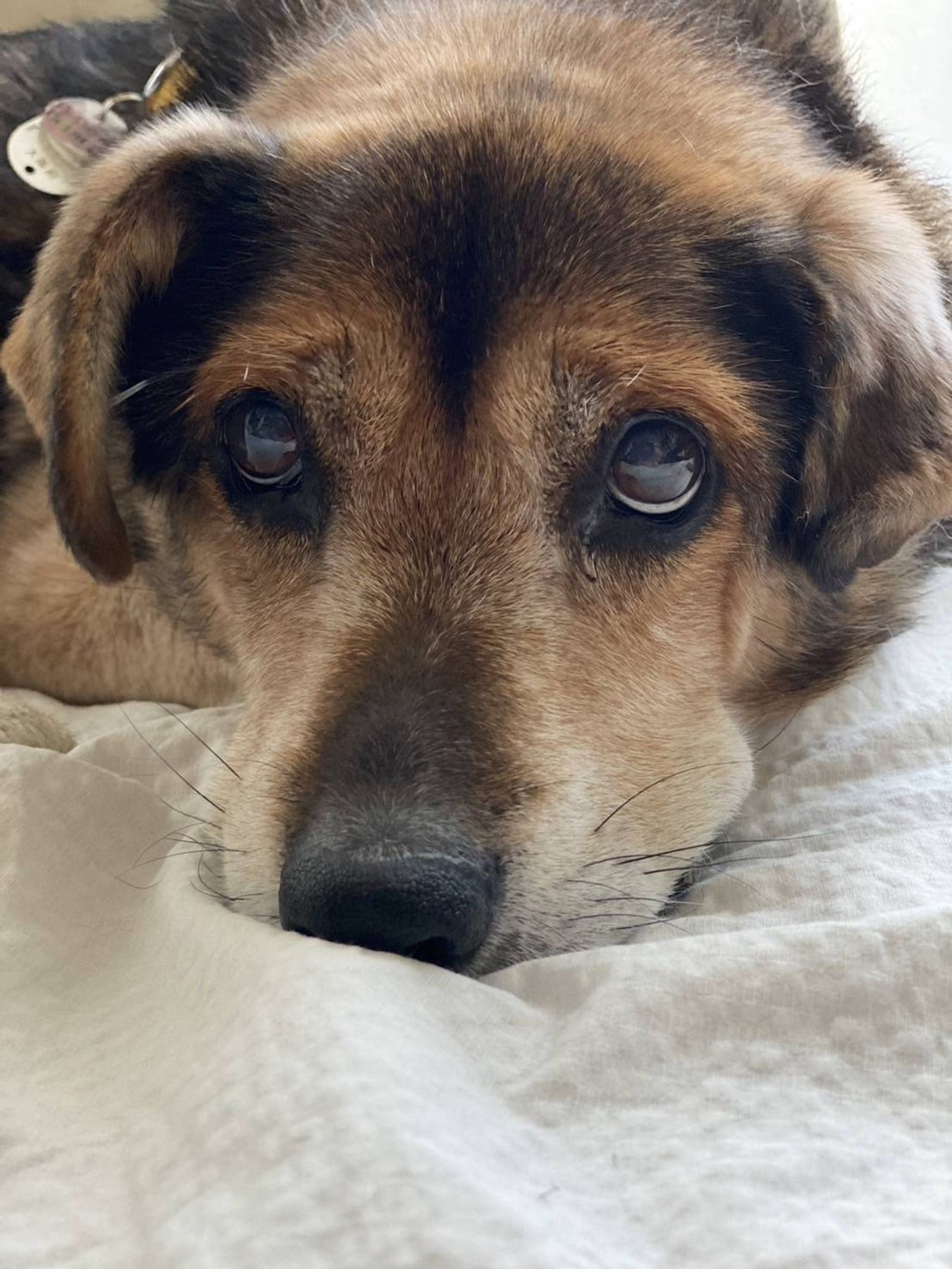 雑種（ミックス犬）・オスの里親募集の写真