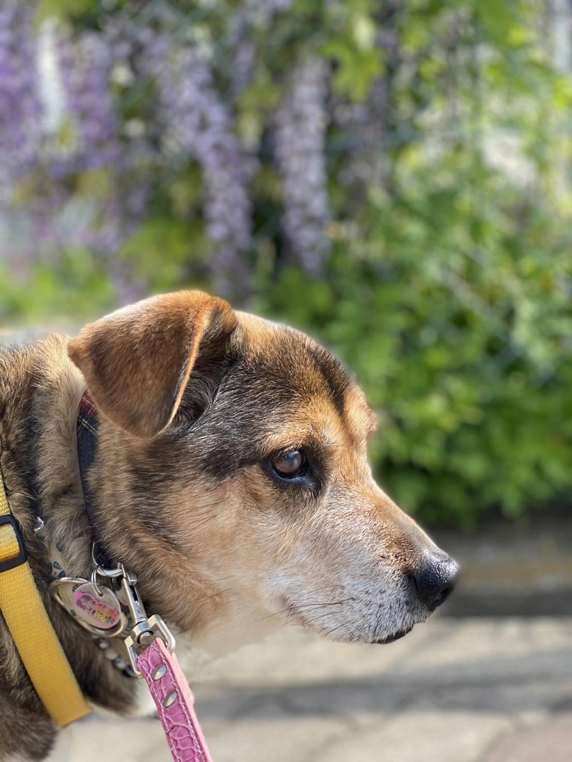 pet-image-4