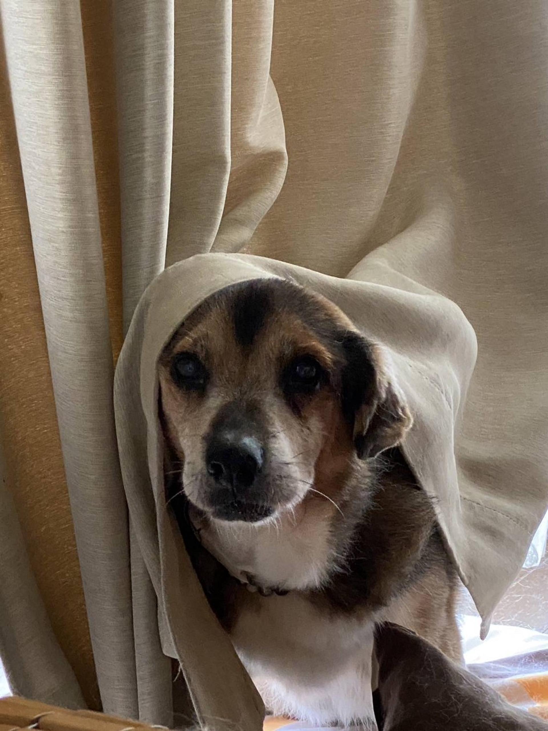 pet-image-6