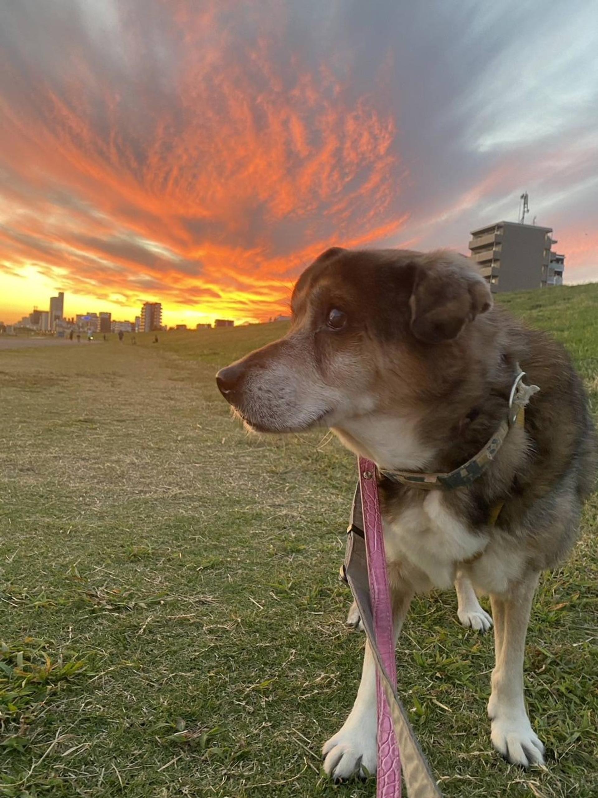 pet-image-7