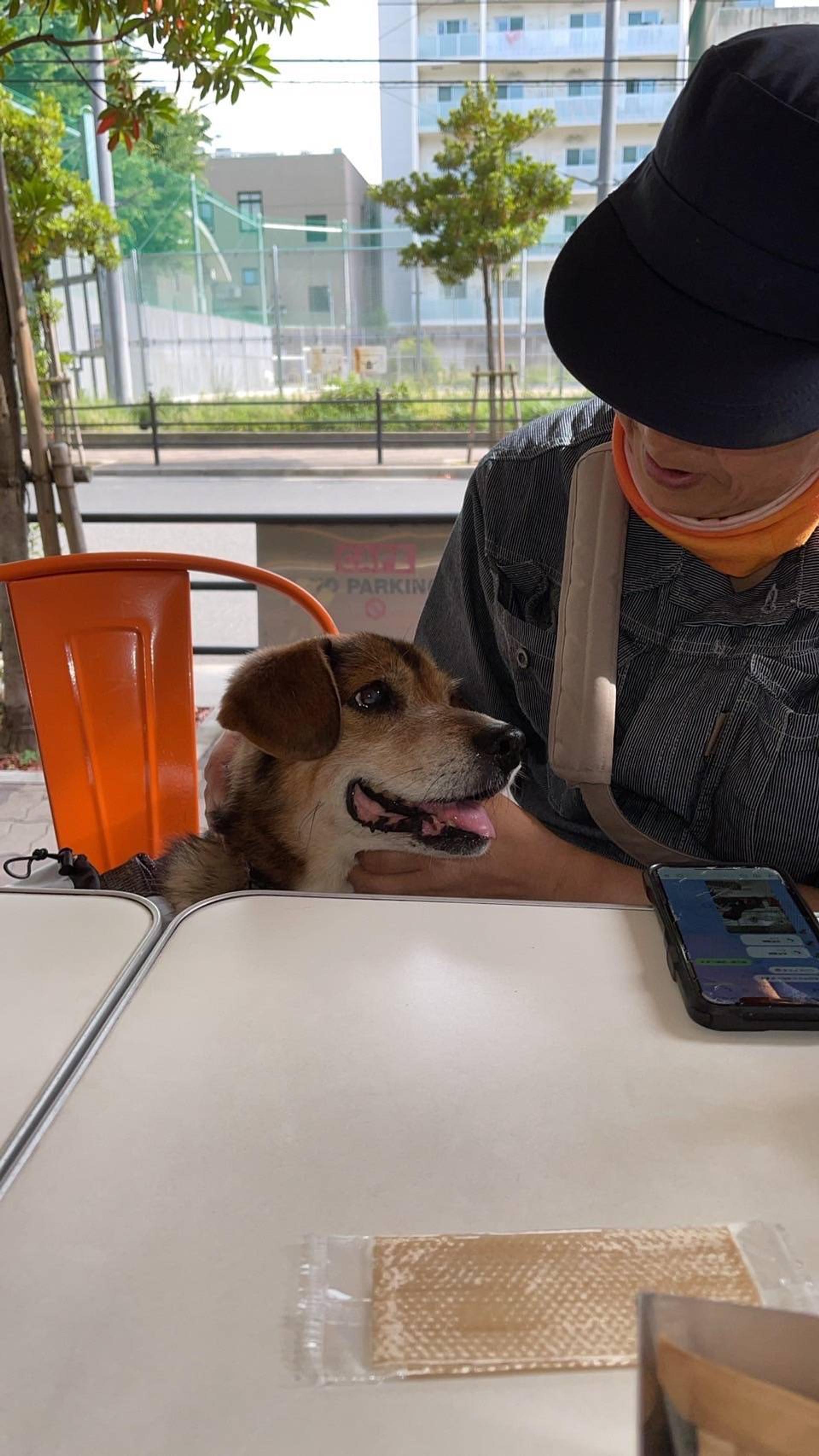 pet-image-10