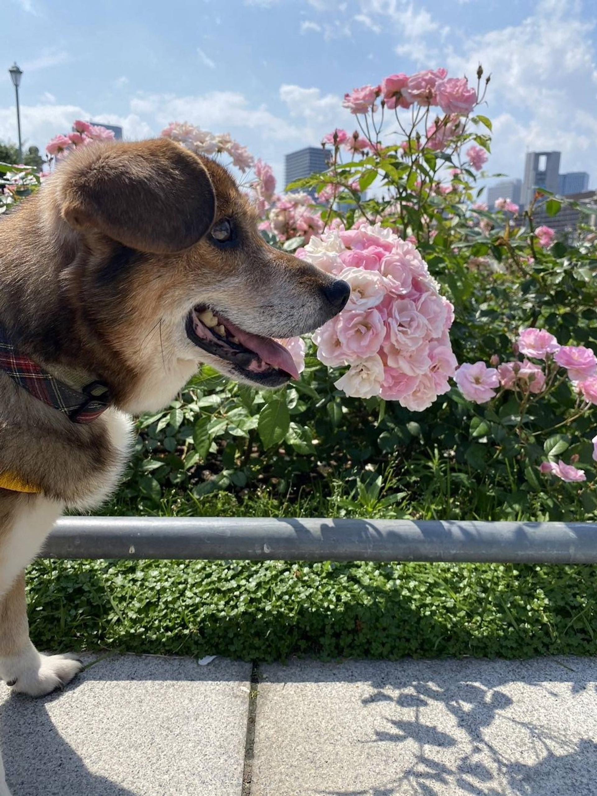 pet-image-9