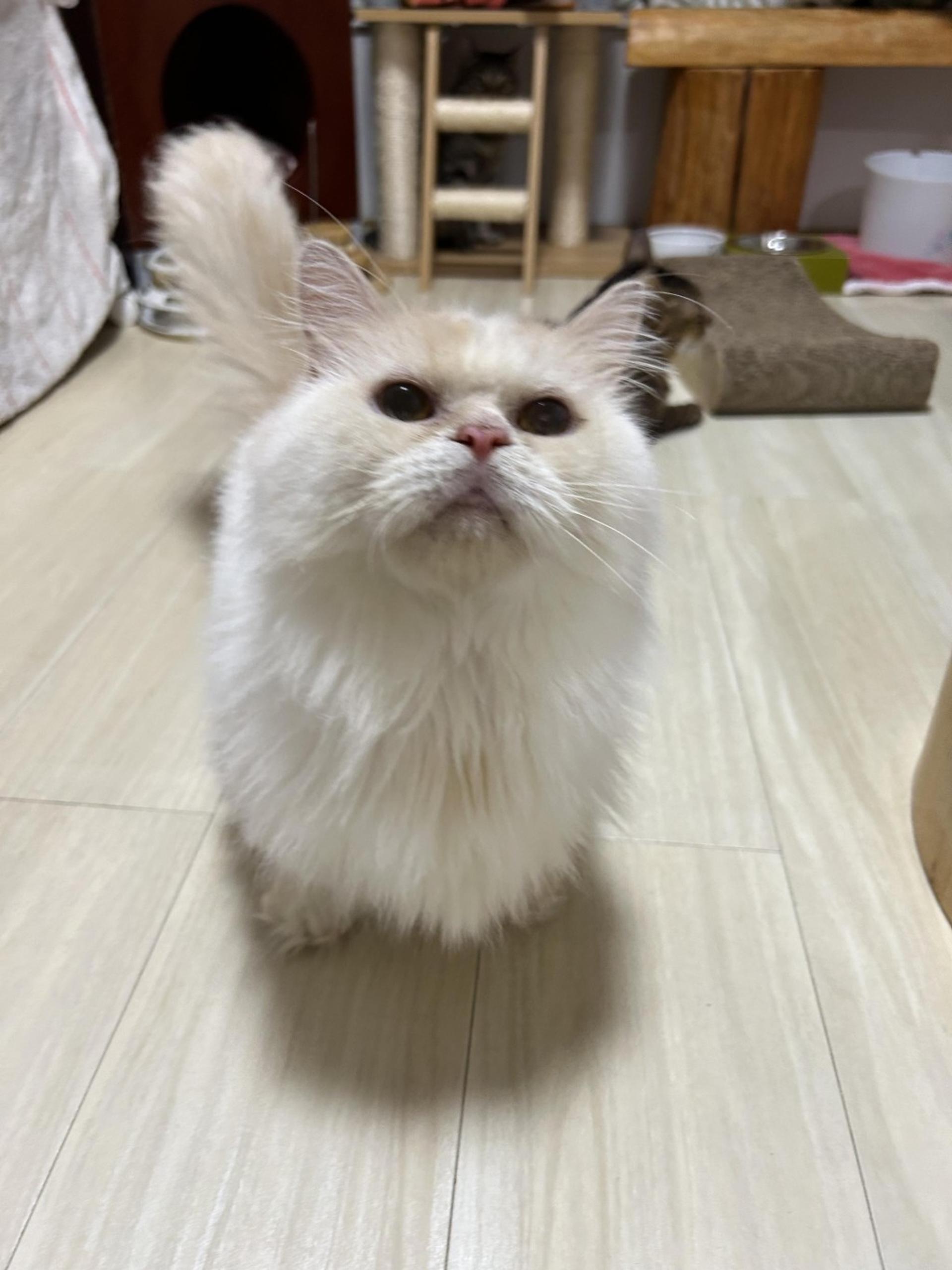 pet-image-8