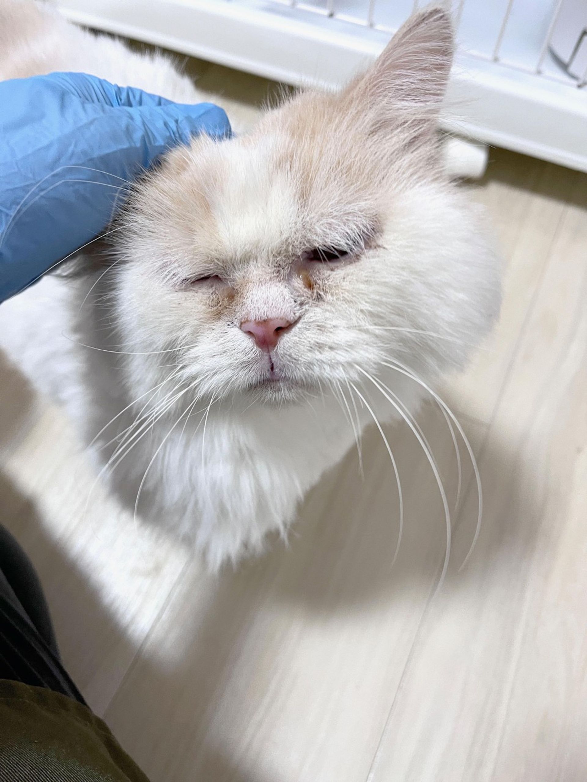 雑種（ミックス猫）・オスの里親募集の写真
