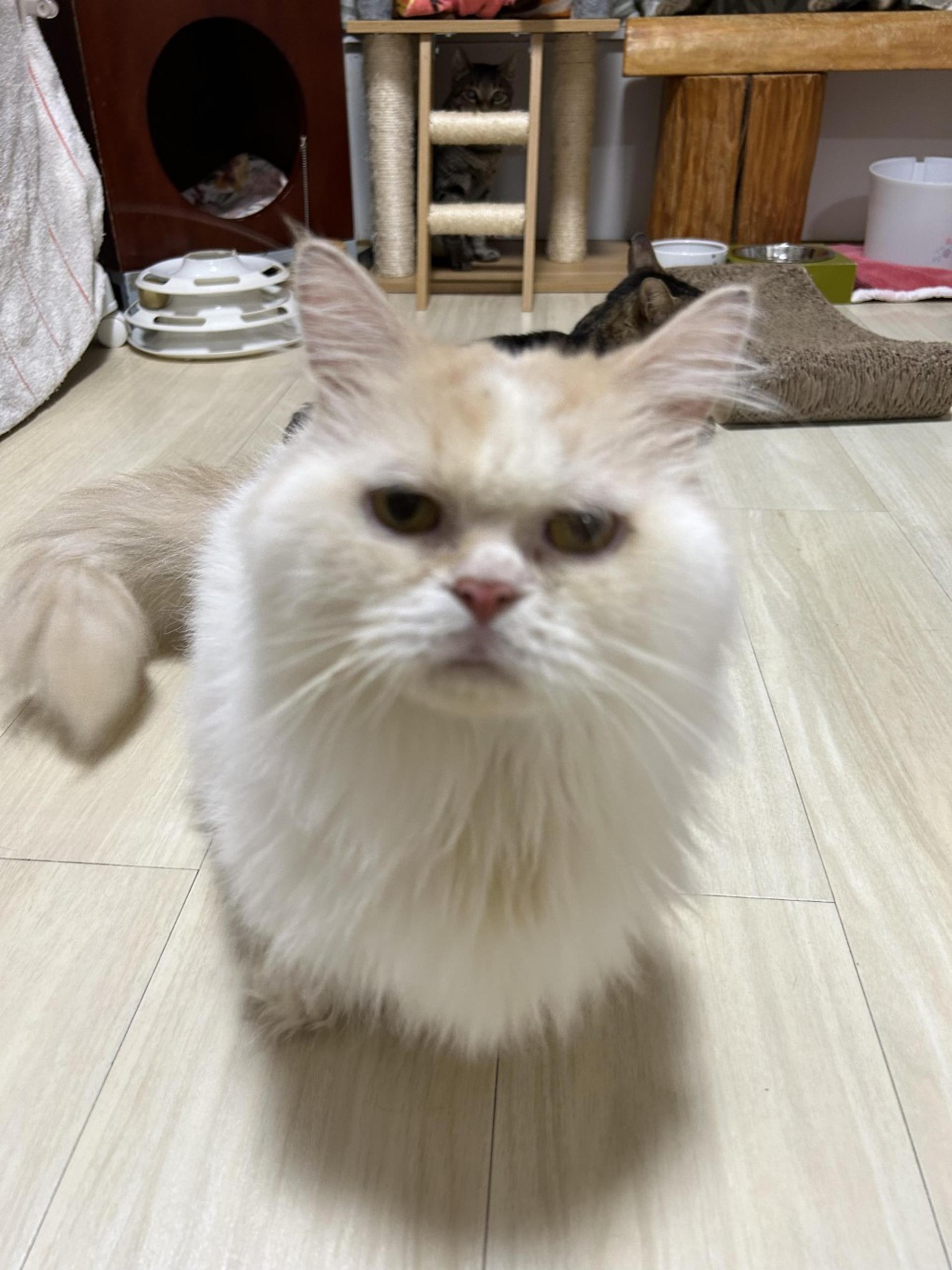 pet-image-9