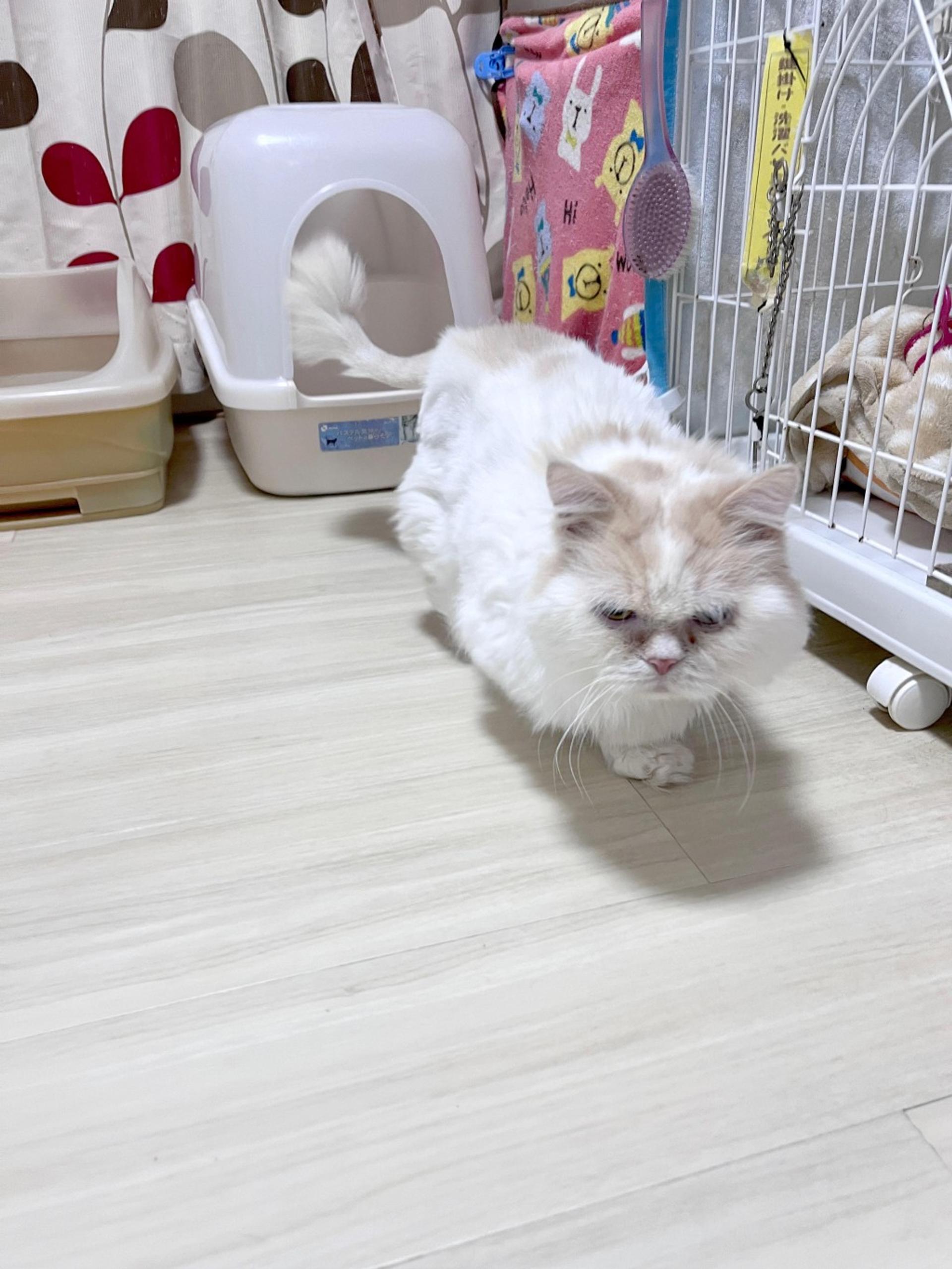 pet-image-3