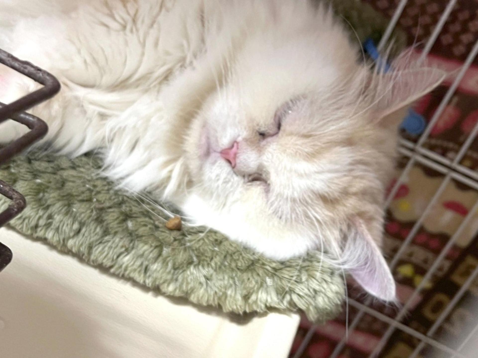pet-image-4