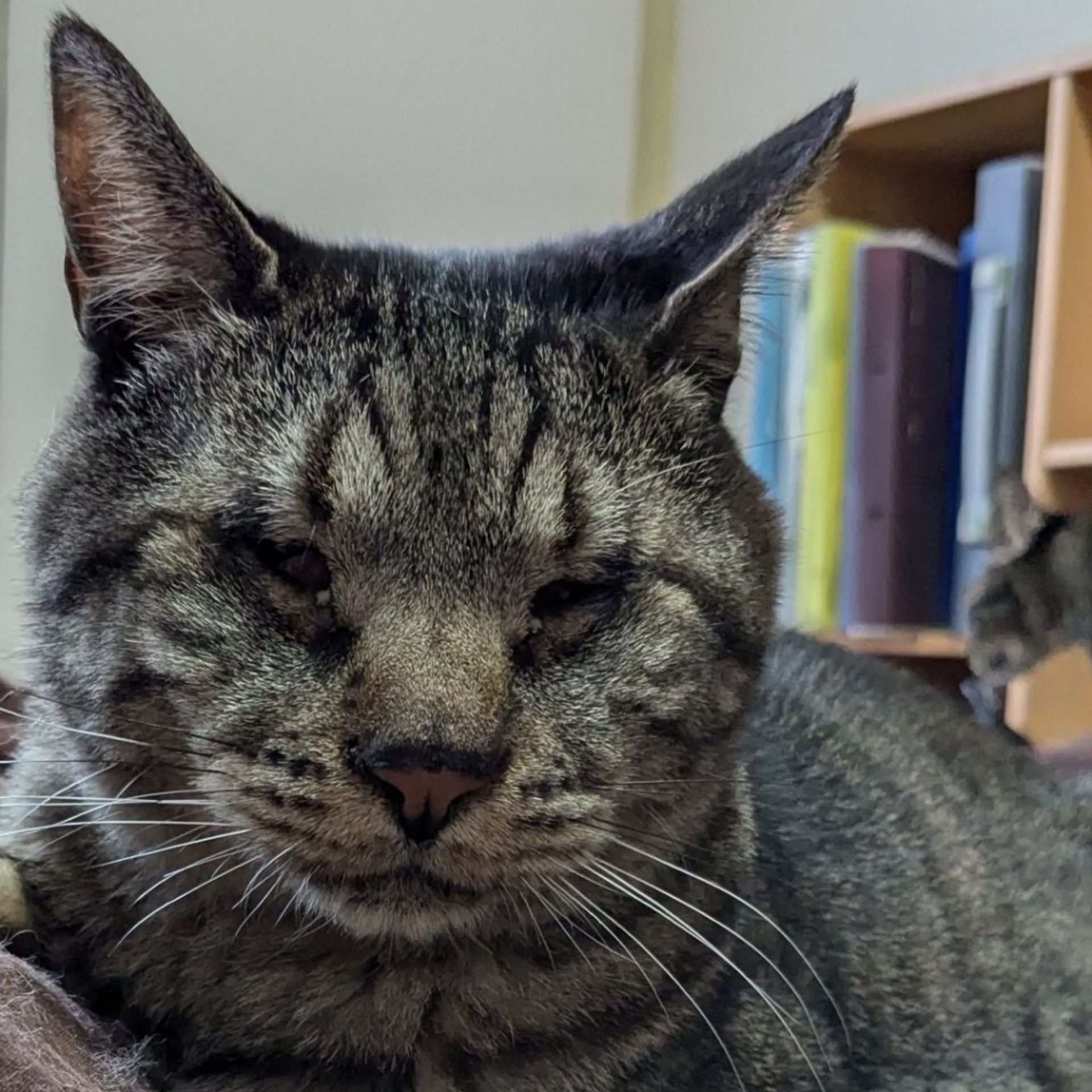 雑種（ミックス猫）・オスの里親募集の写真