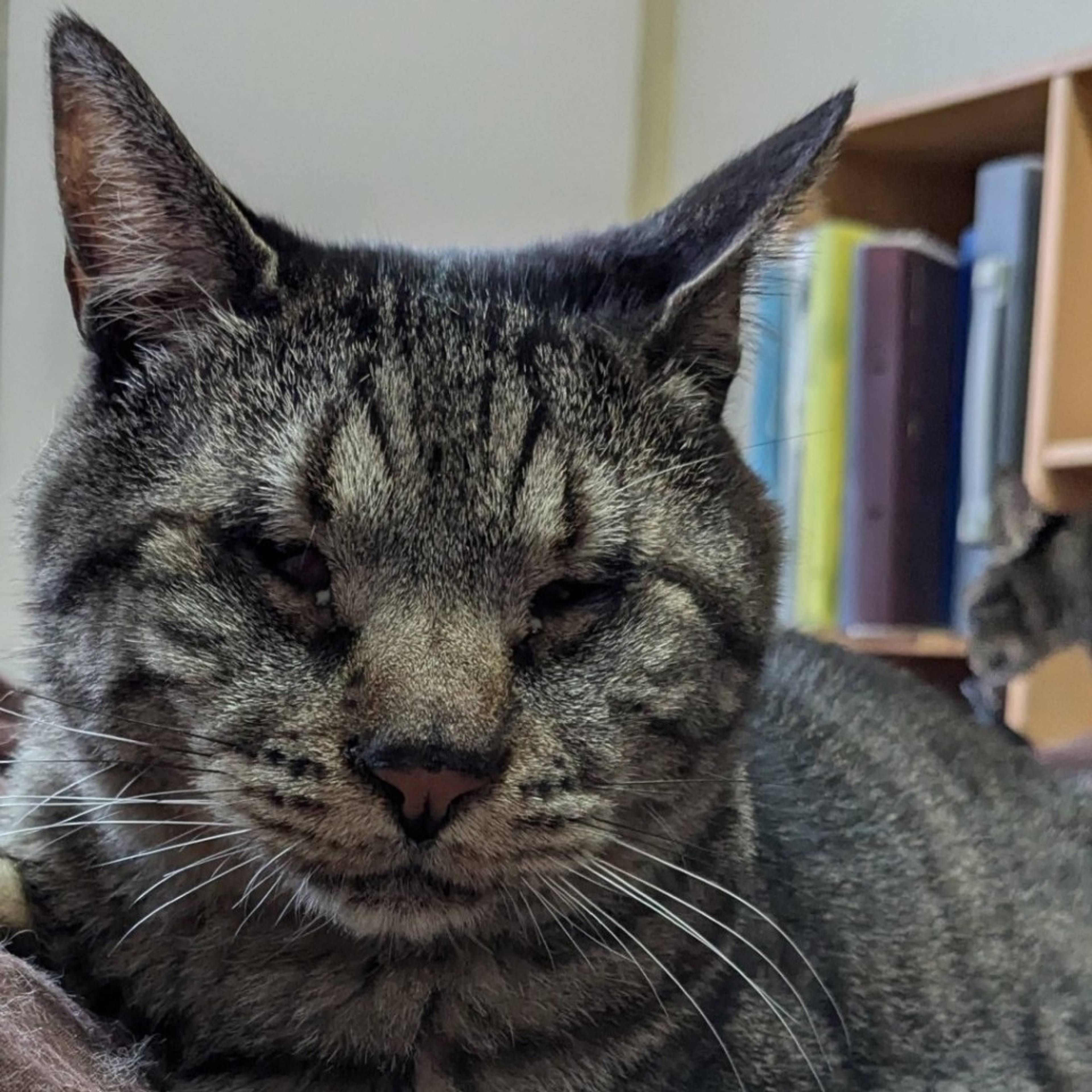 雑種（ミックス猫）・オスの里親募集の写真