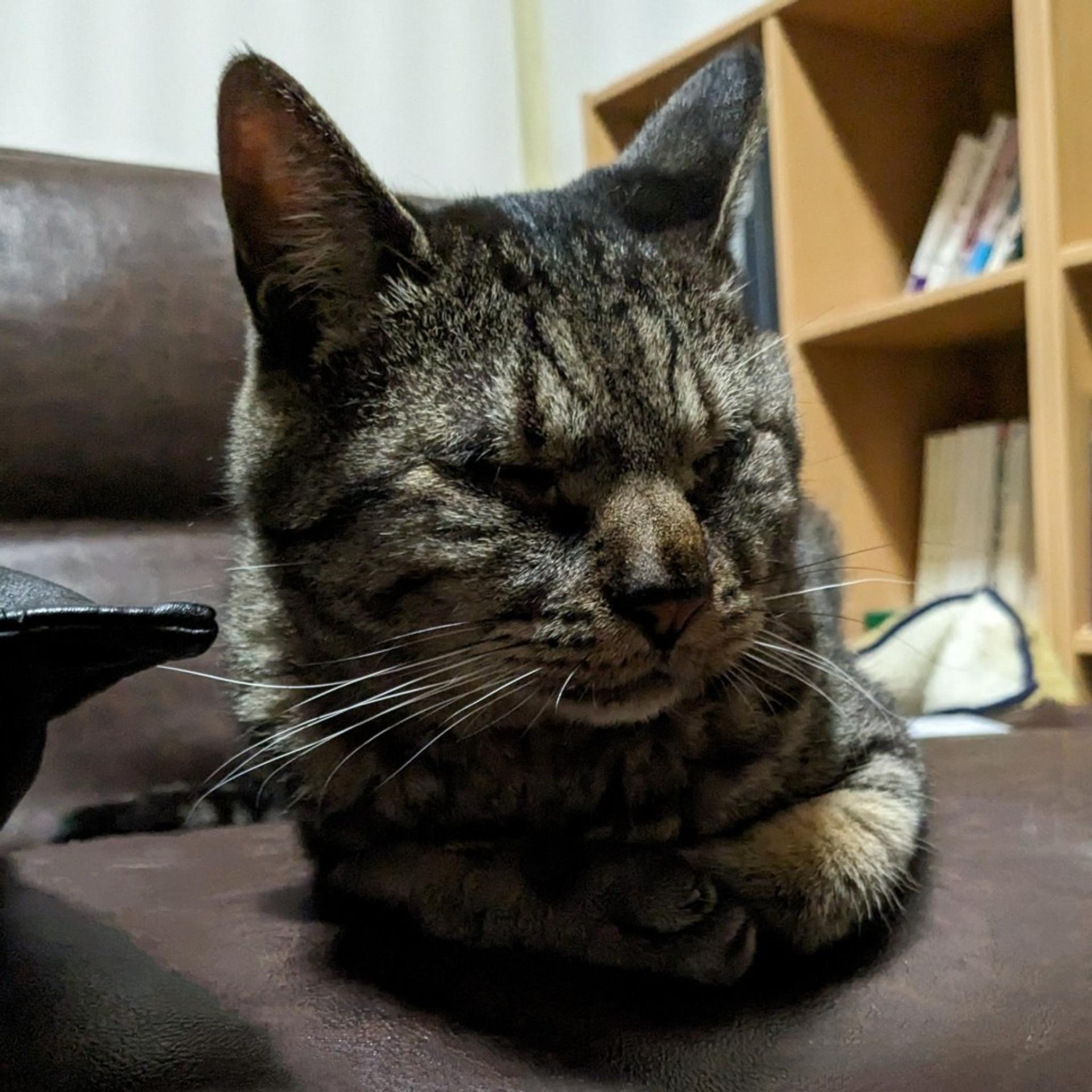 pet-image-6