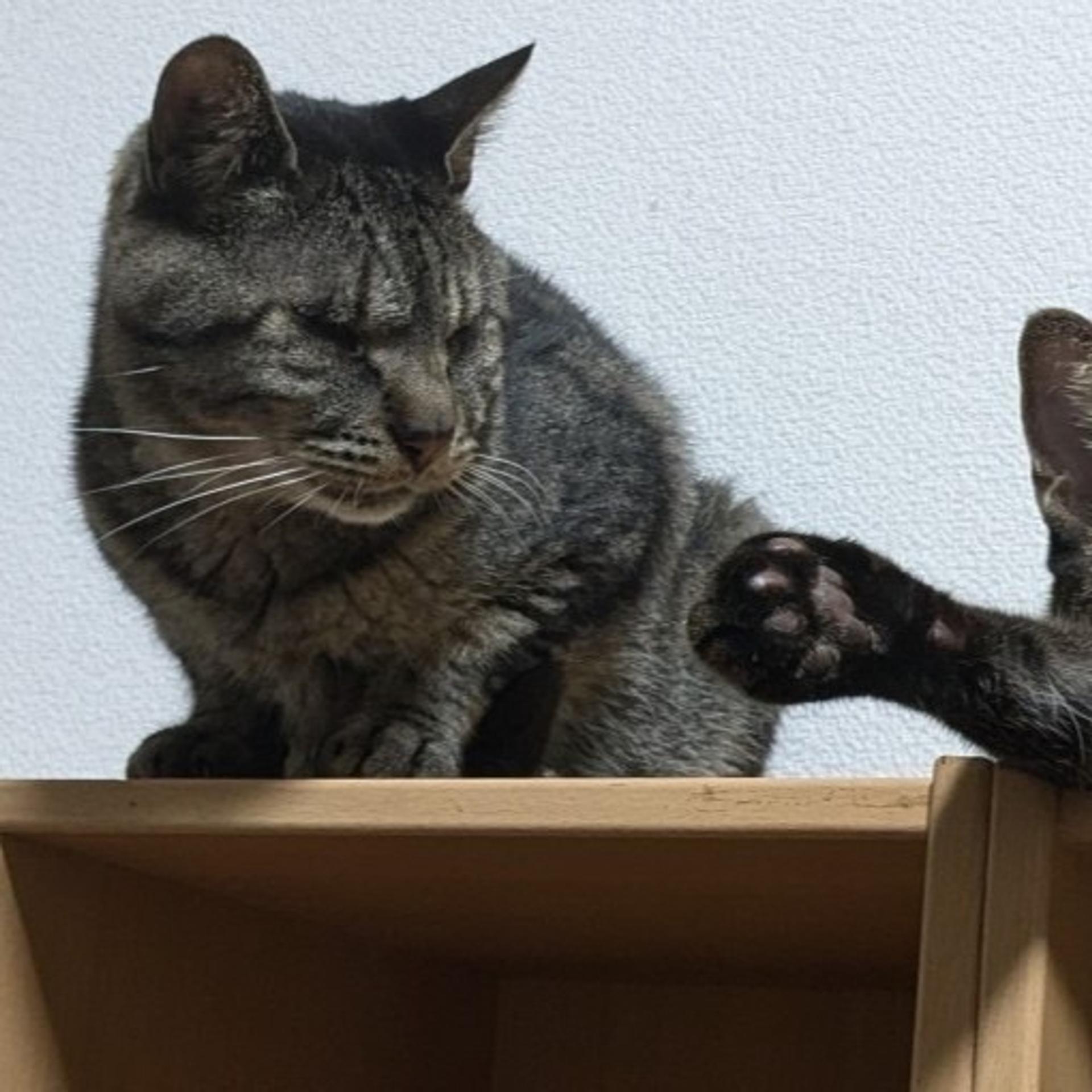 pet-image-3