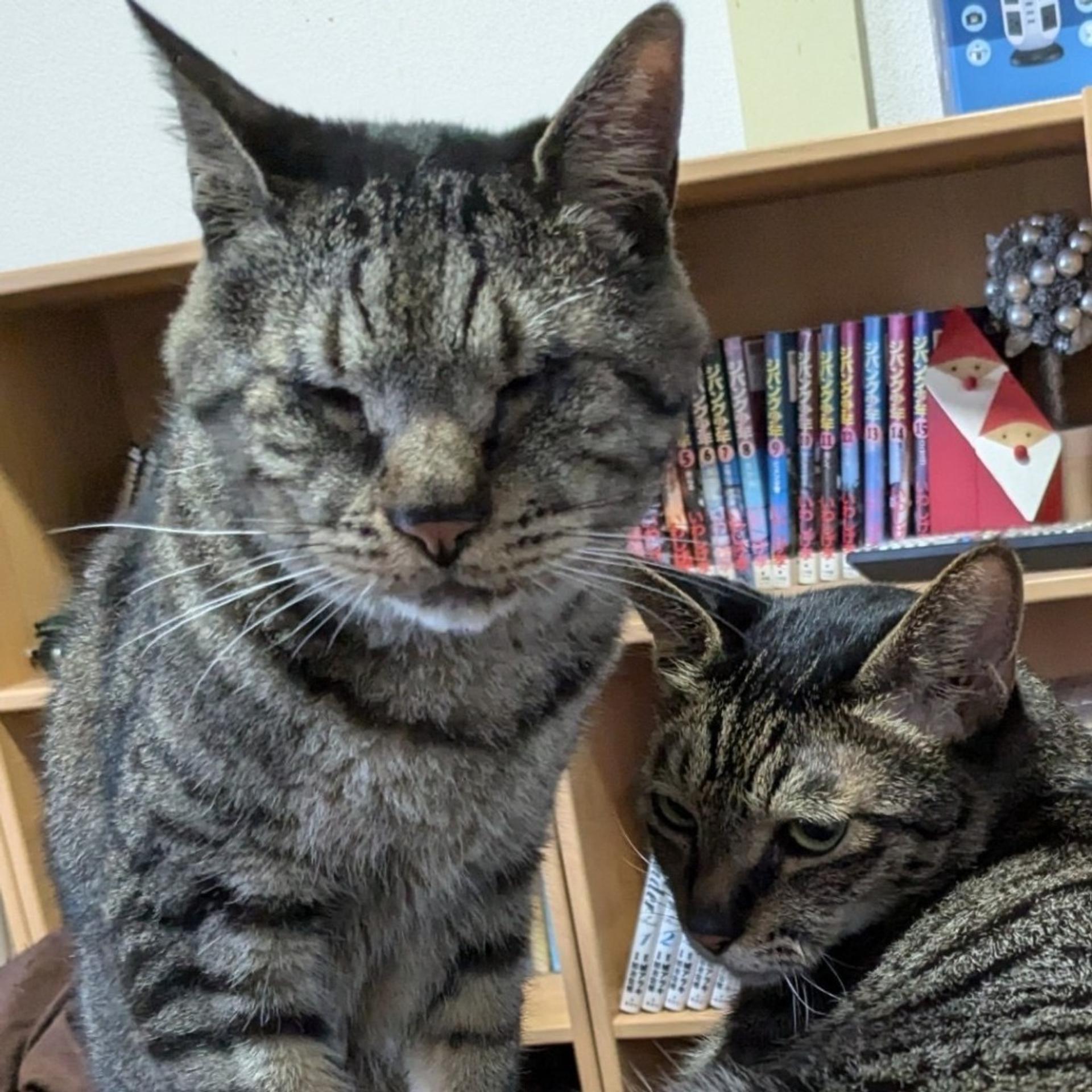 pet-image-5