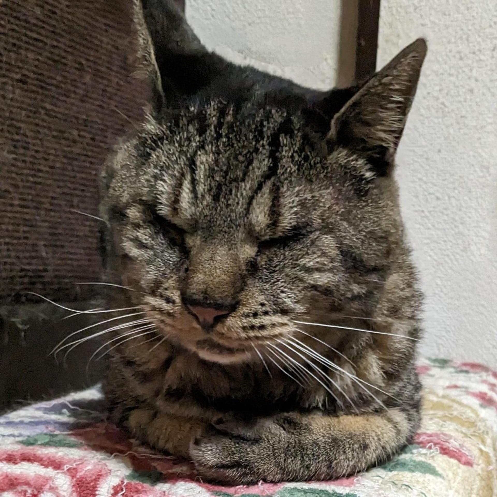 pet-image-7