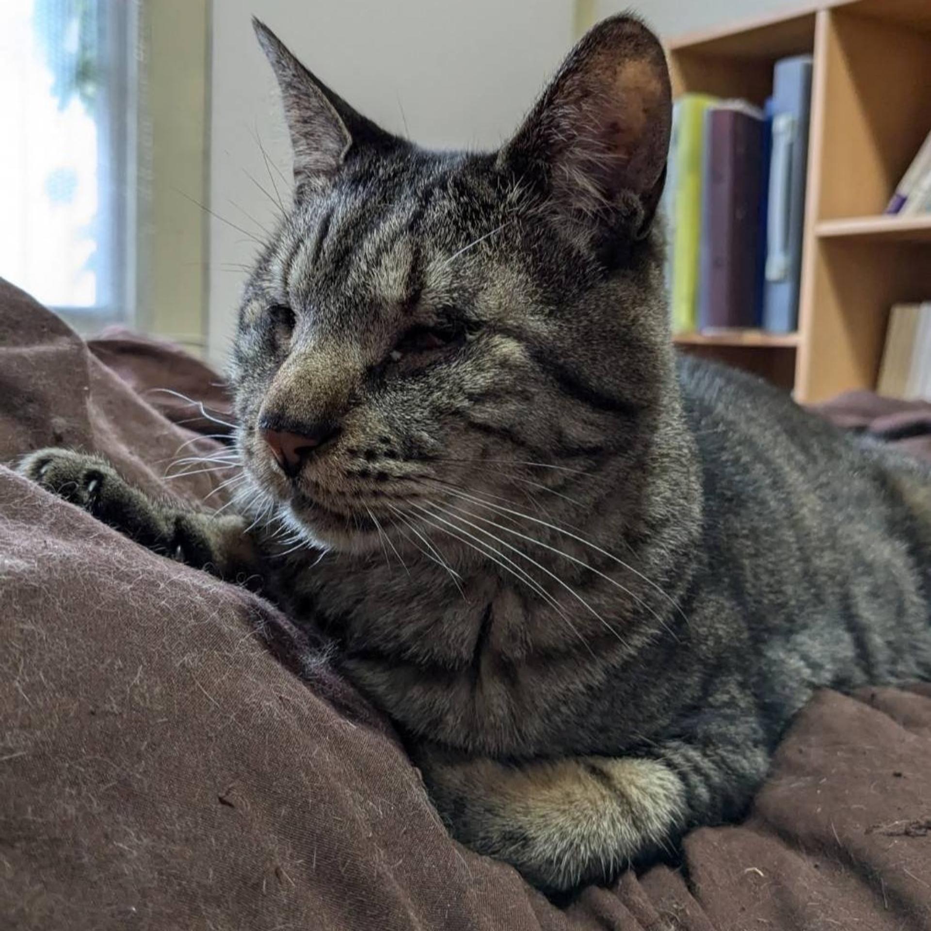 pet-image-9