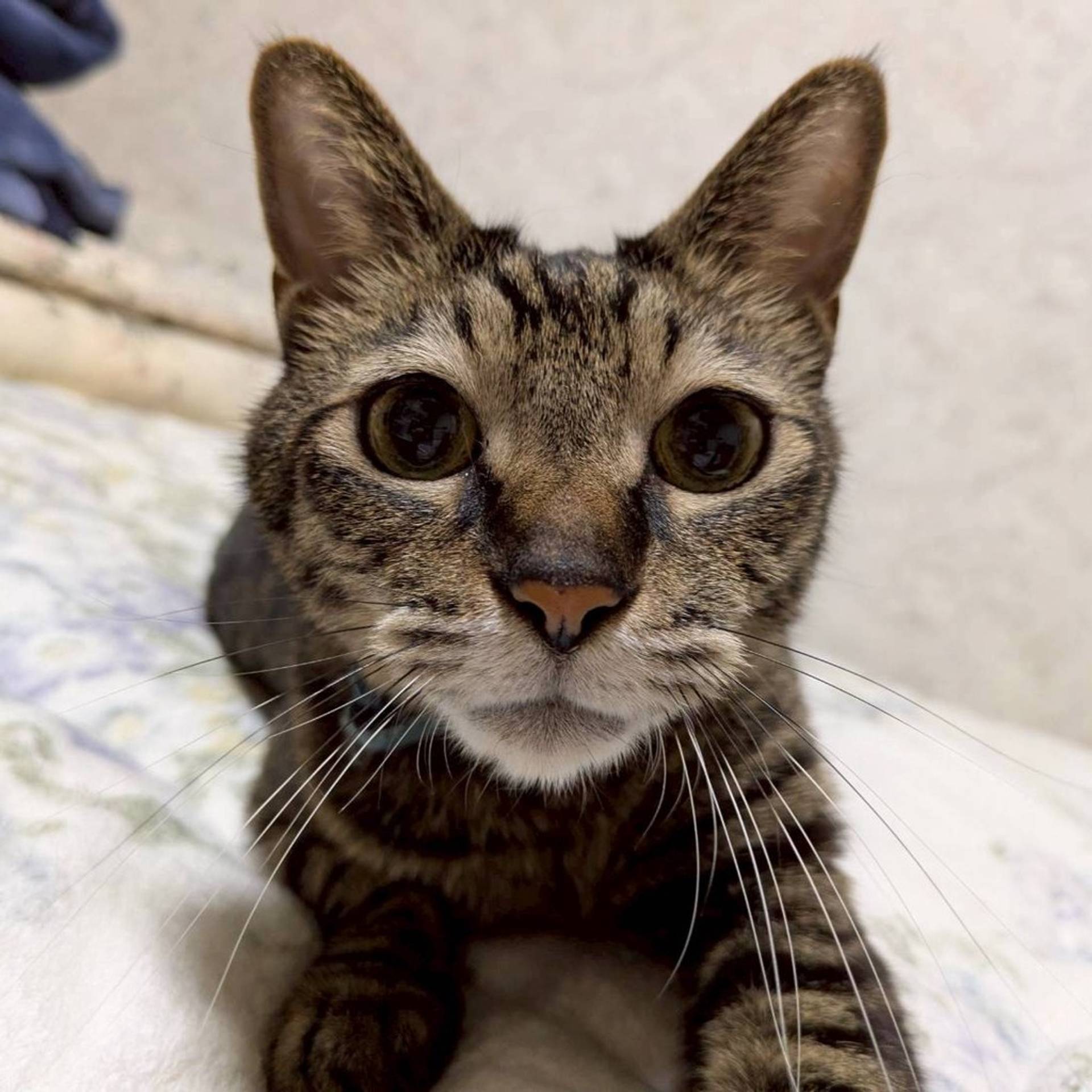 雑種（ミックス猫）・オスの里親募集の写真