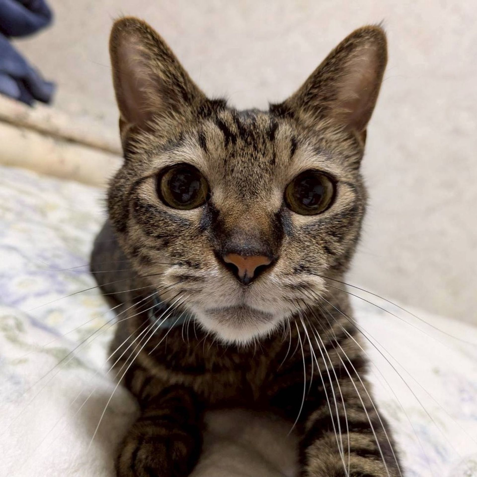 雑種（ミックス猫）・オスの里親募集の写真