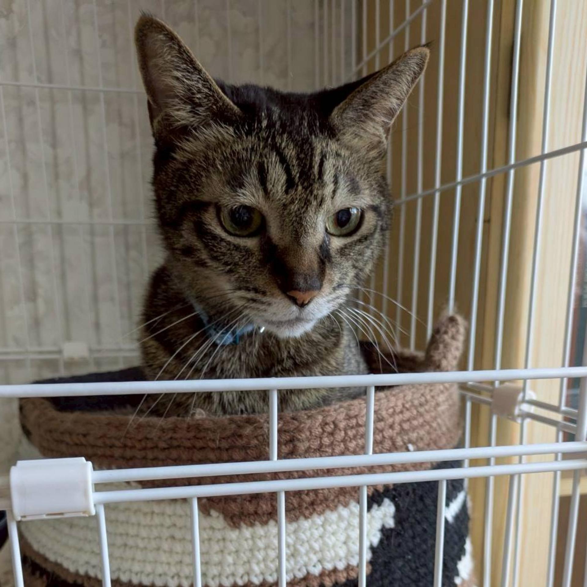 pet-image-4