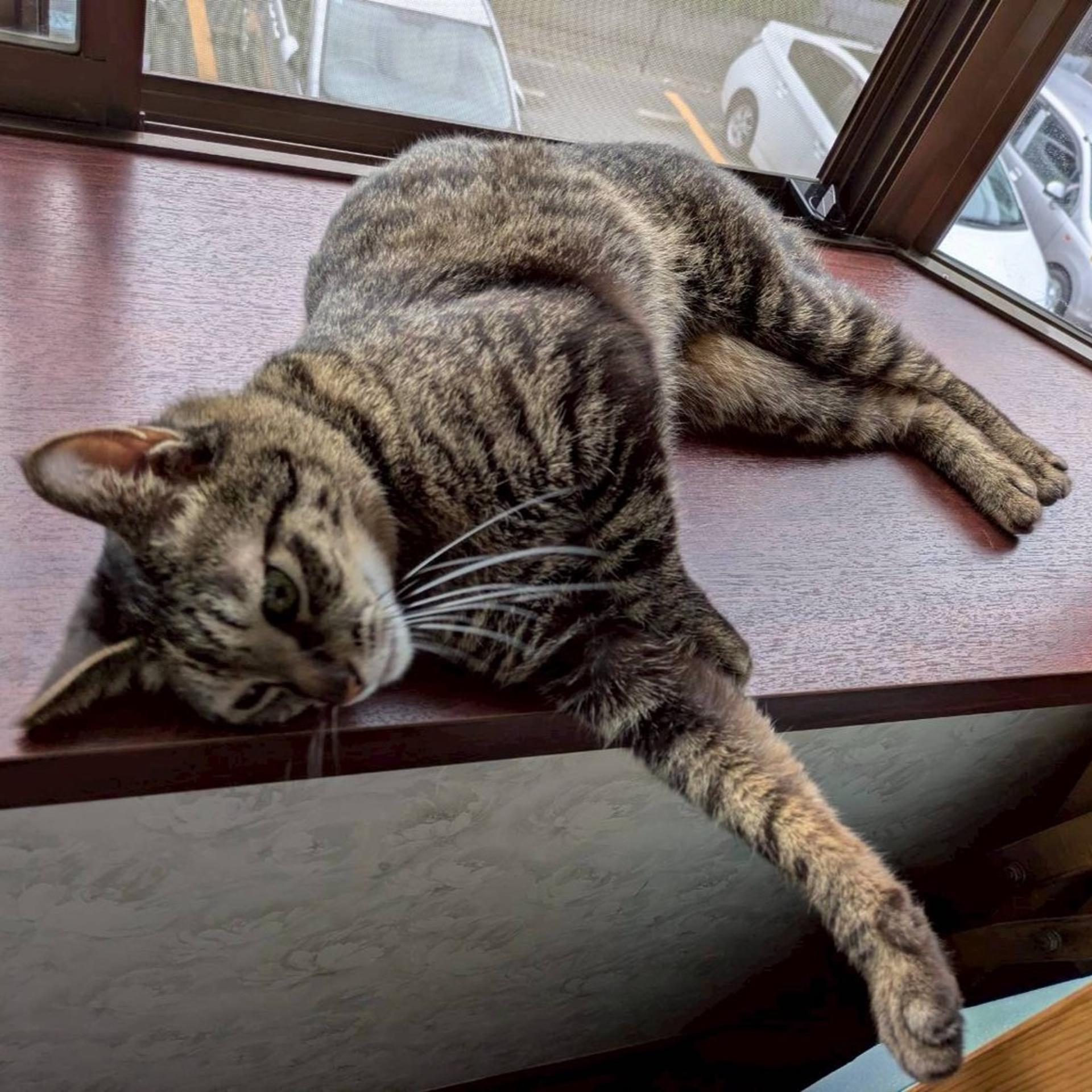 pet-image-5