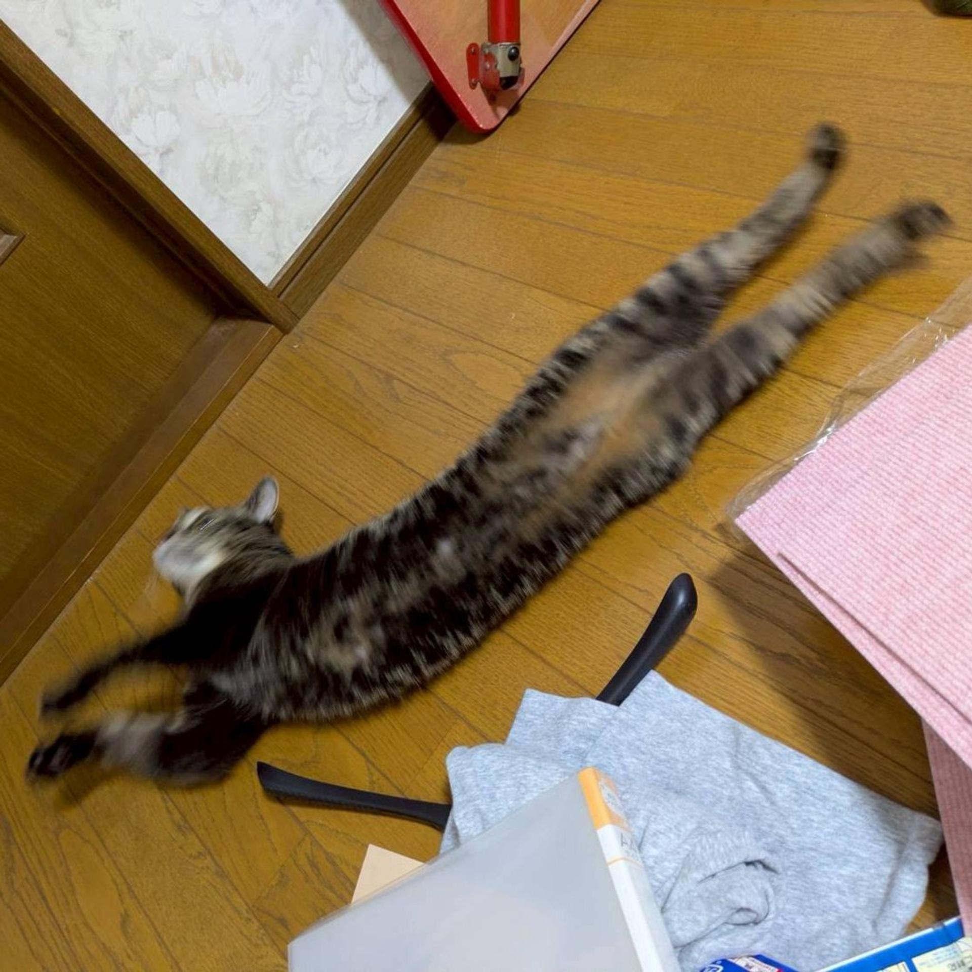 pet-image-7