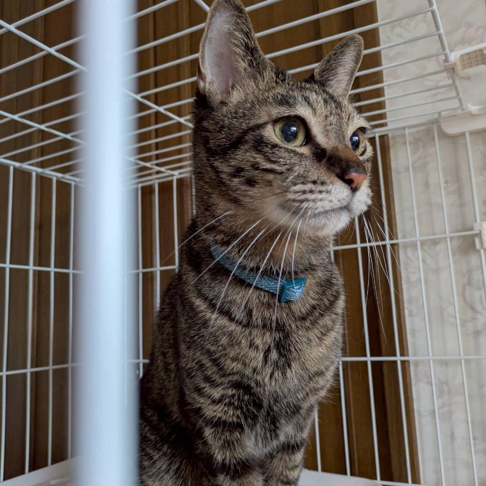 pet-image-8