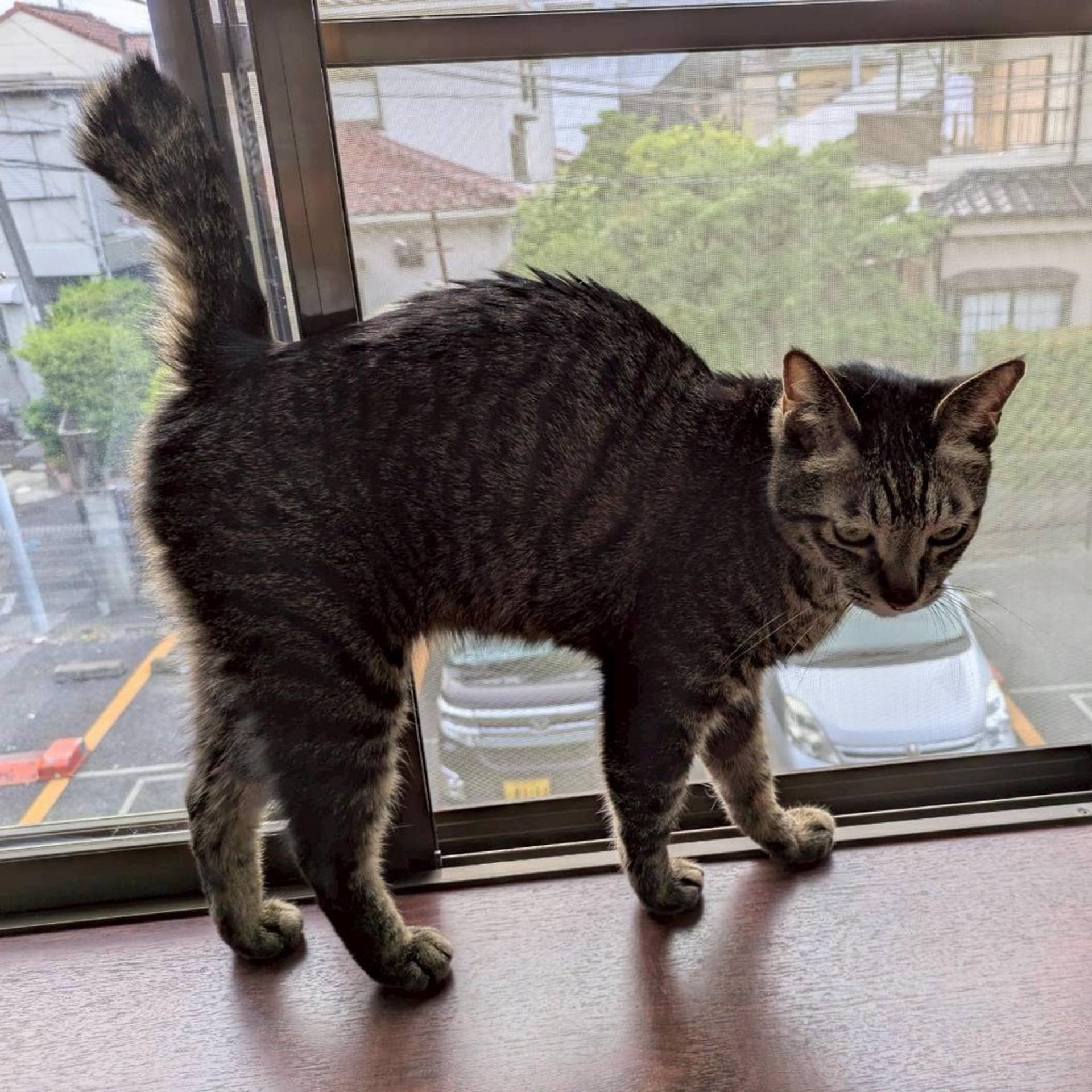 pet-image-9