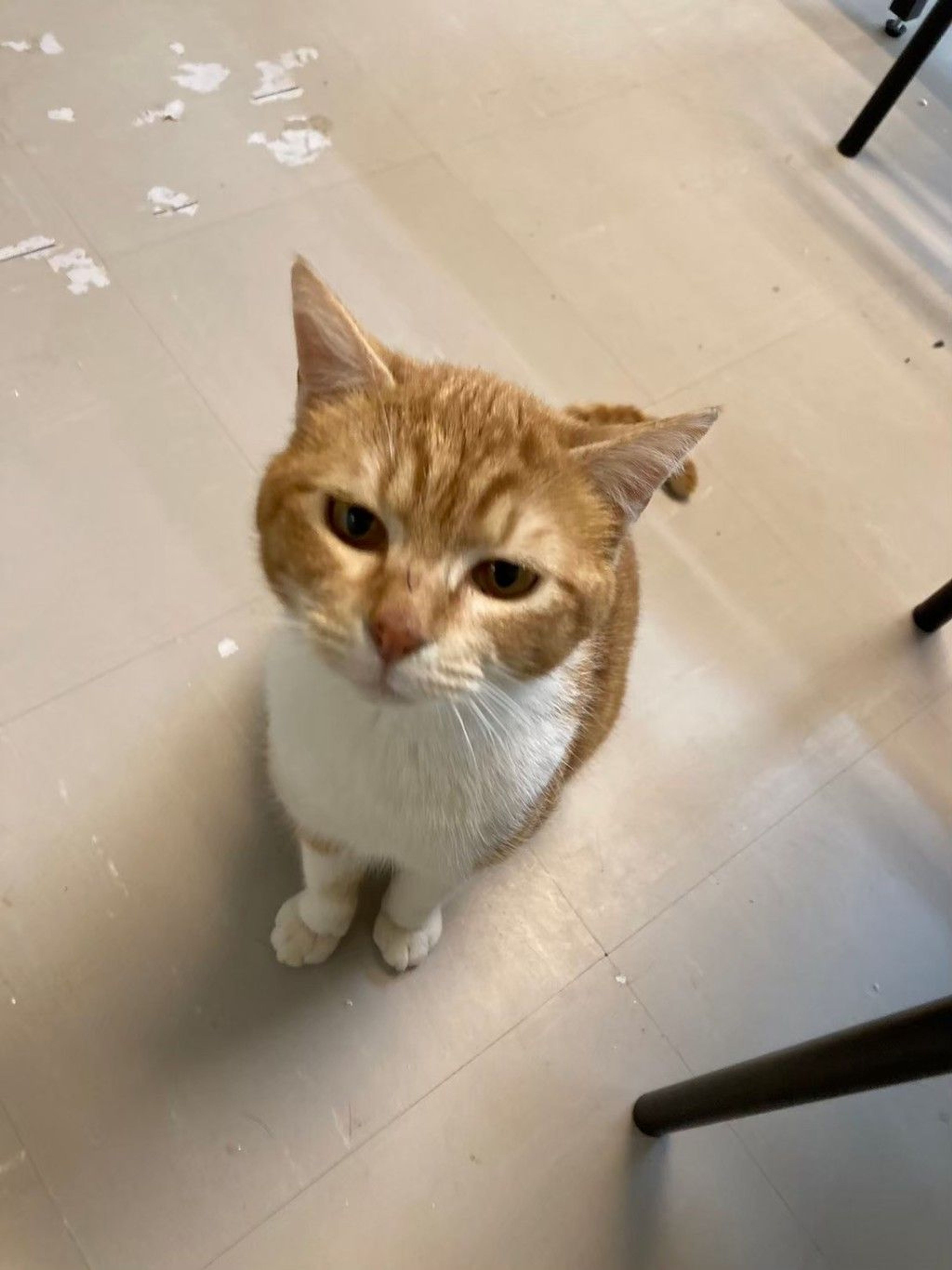 雑種（ミックス猫）・オスの里親募集の写真