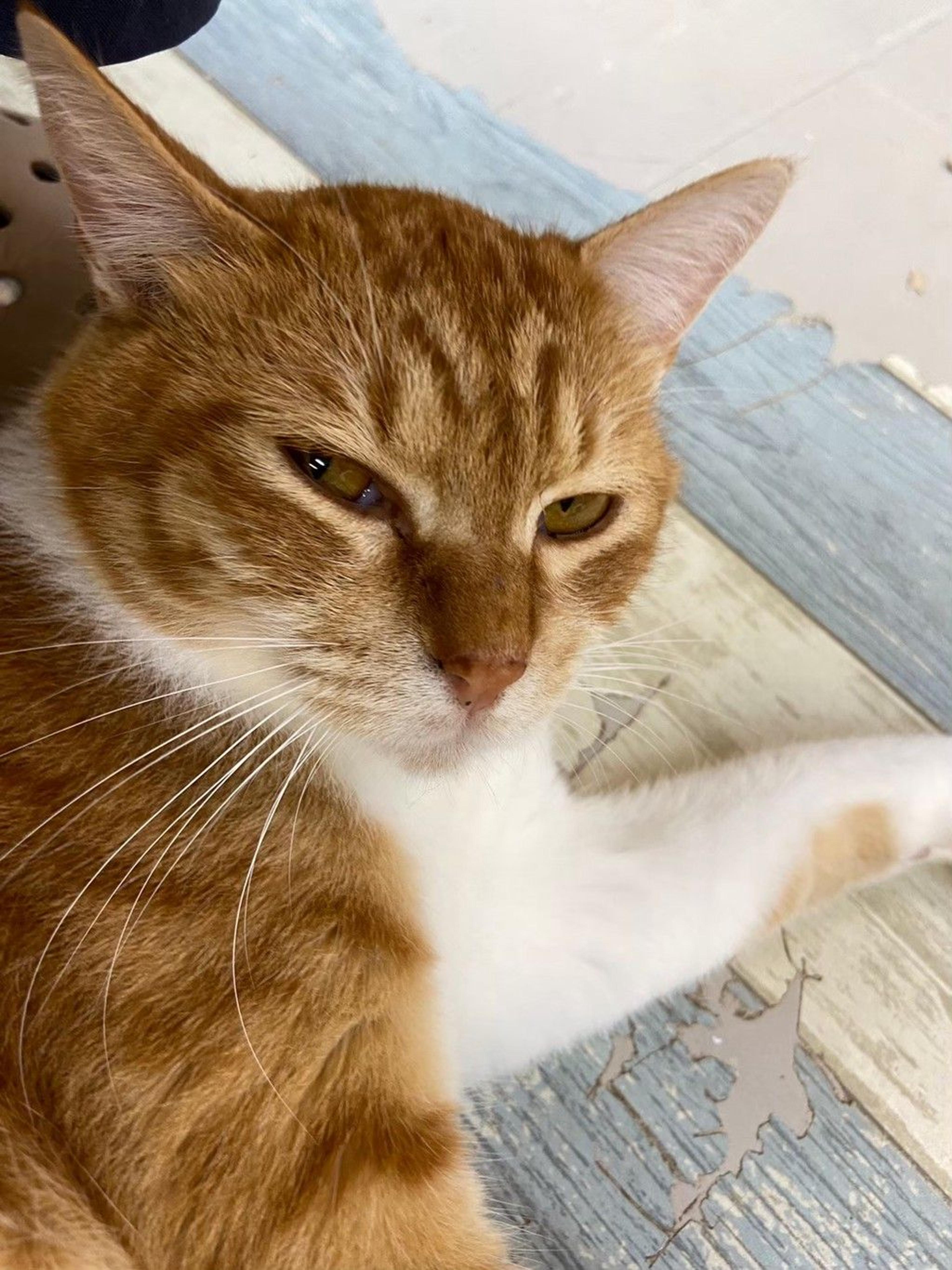pet-image-6