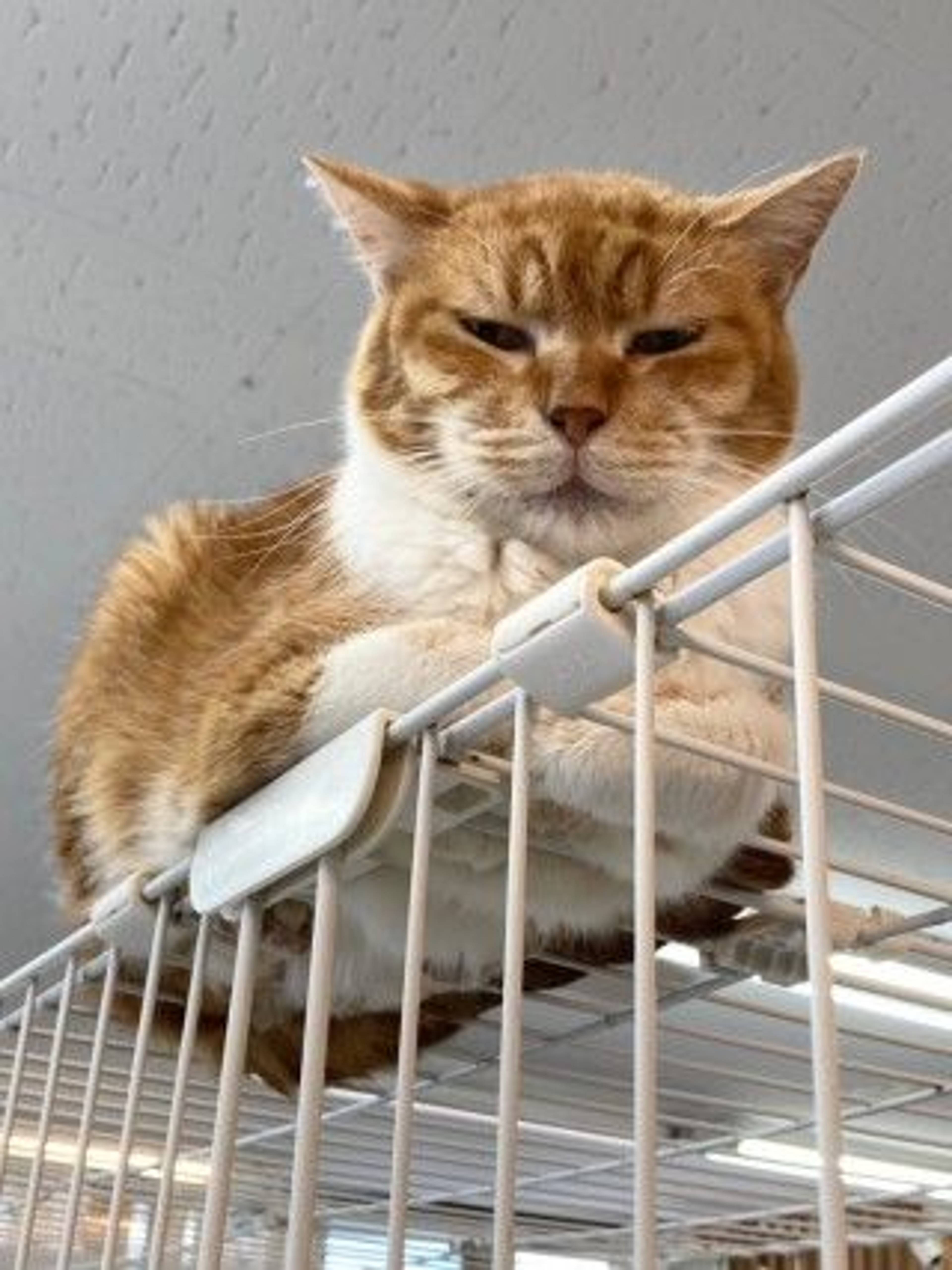 雑種（ミックス猫）・オスの里親募集の写真