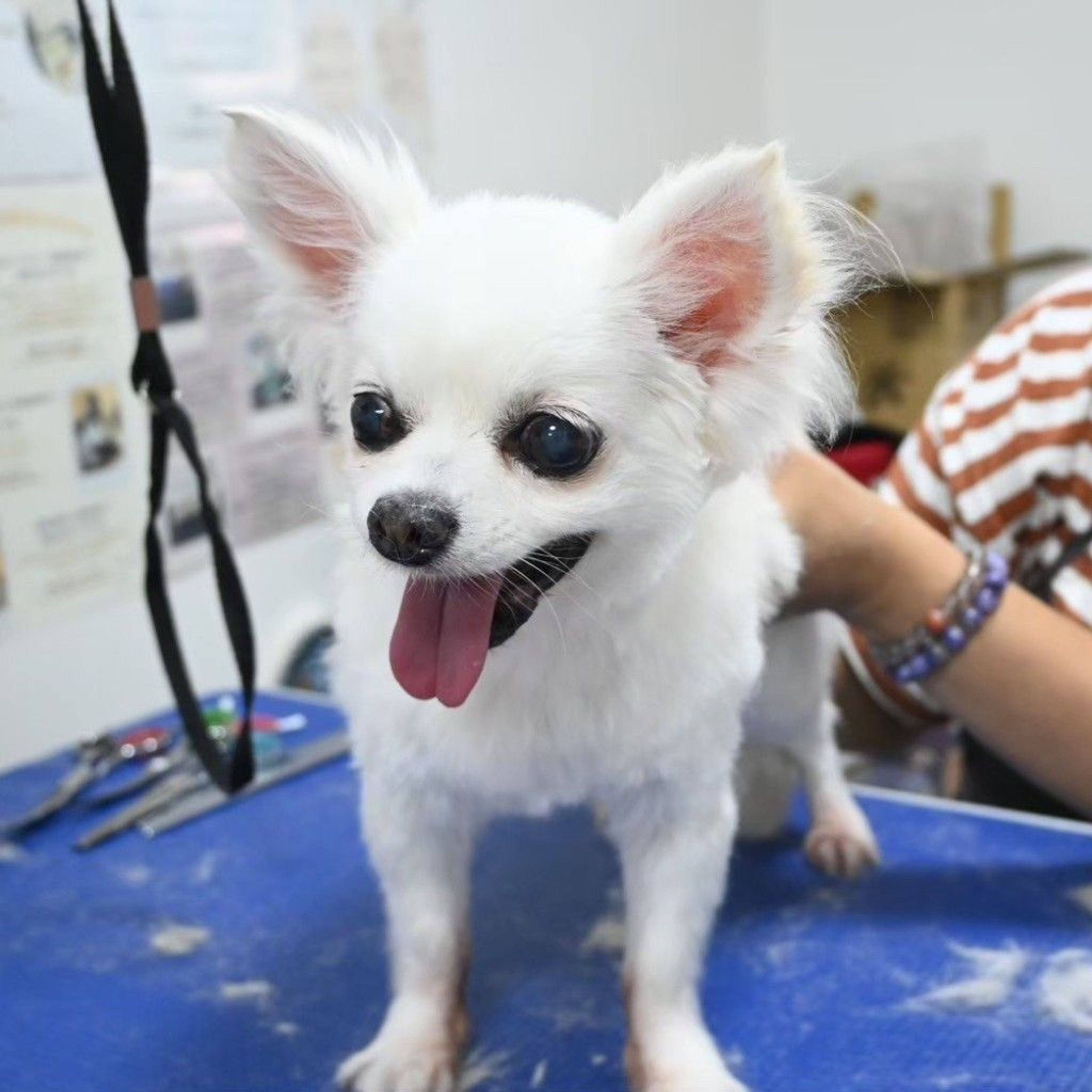 チワワ・オスの里親募集の写真