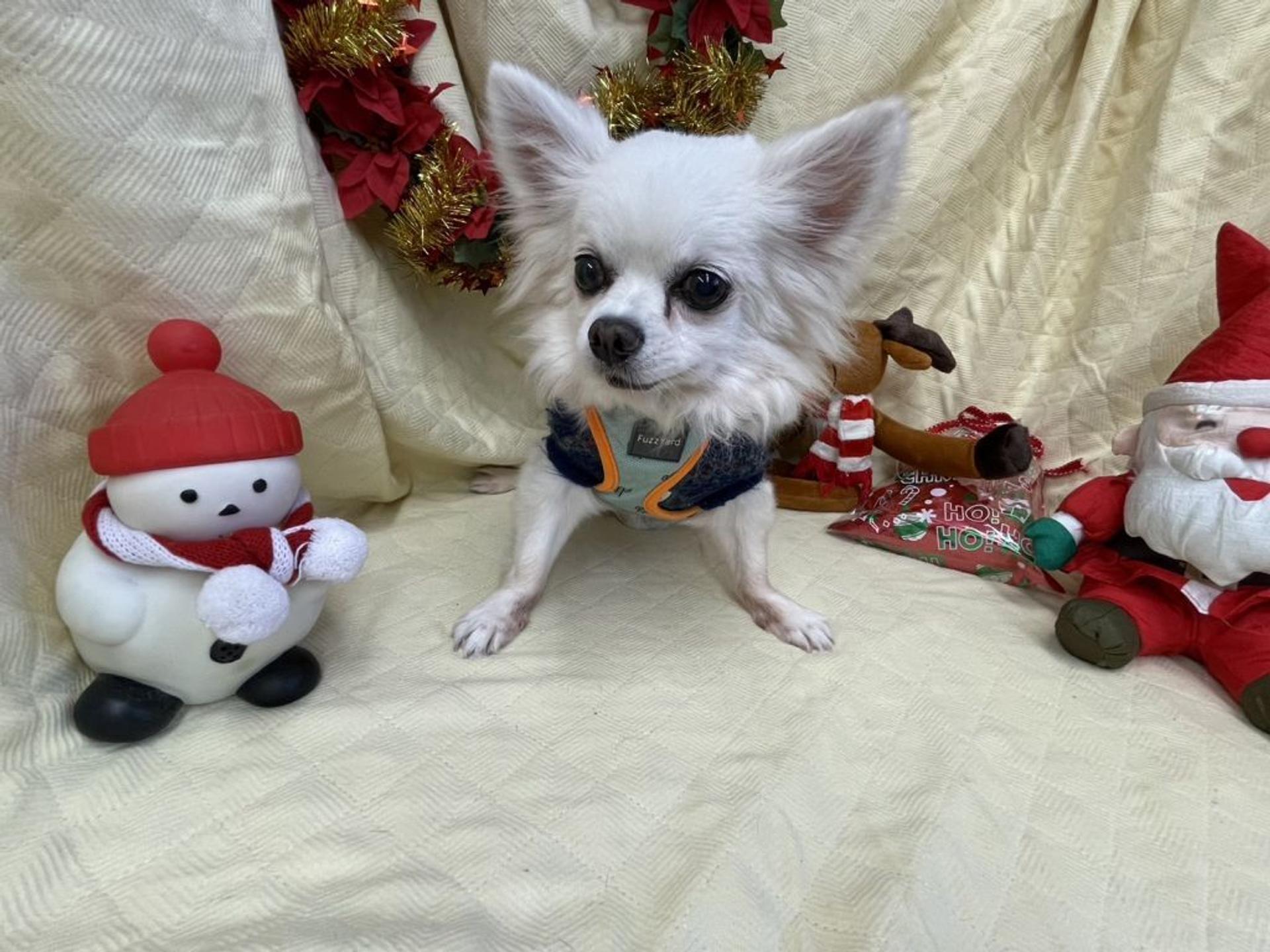 pet-image-2
