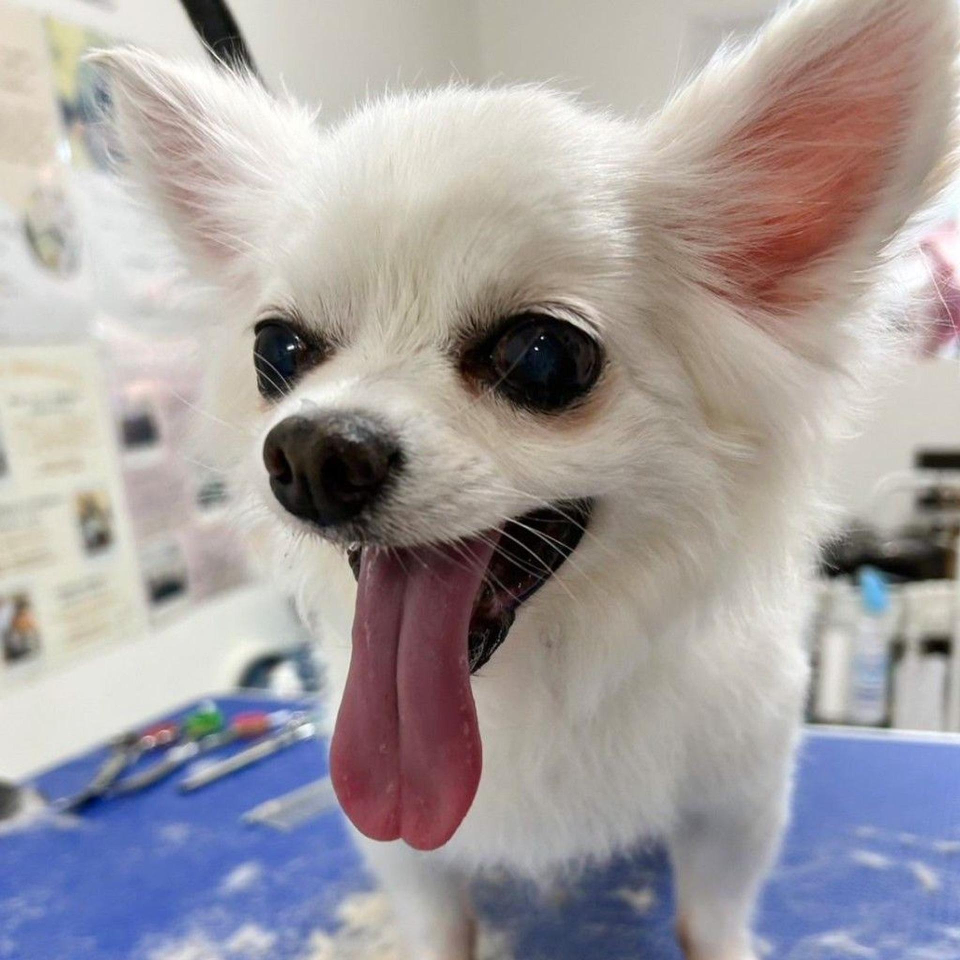 pet-image-3