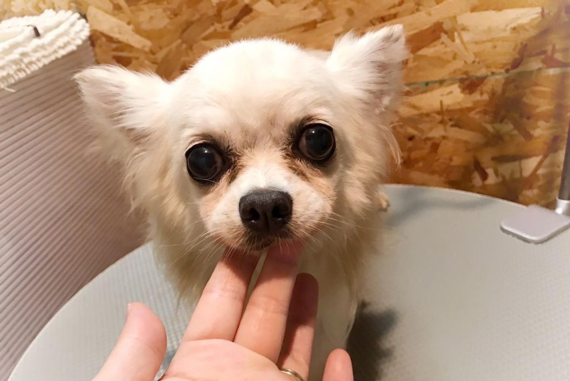 pet-image-4