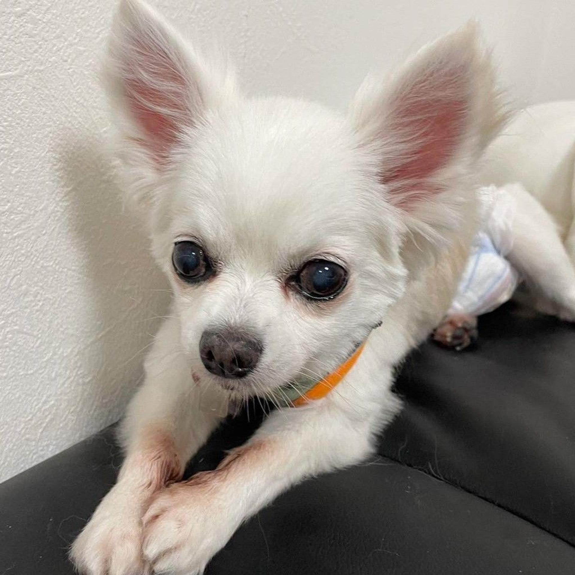 pet-image-5