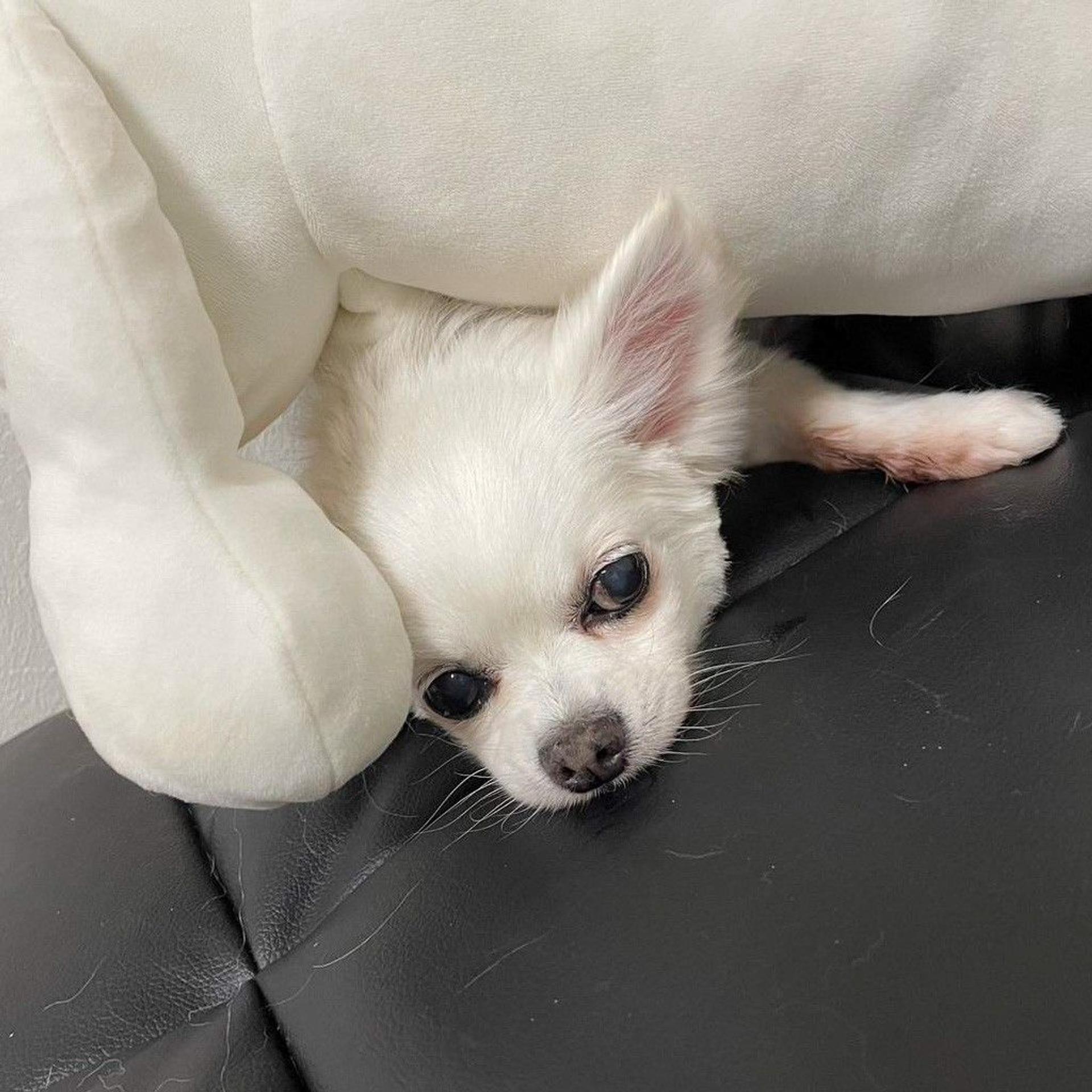 pet-image-6