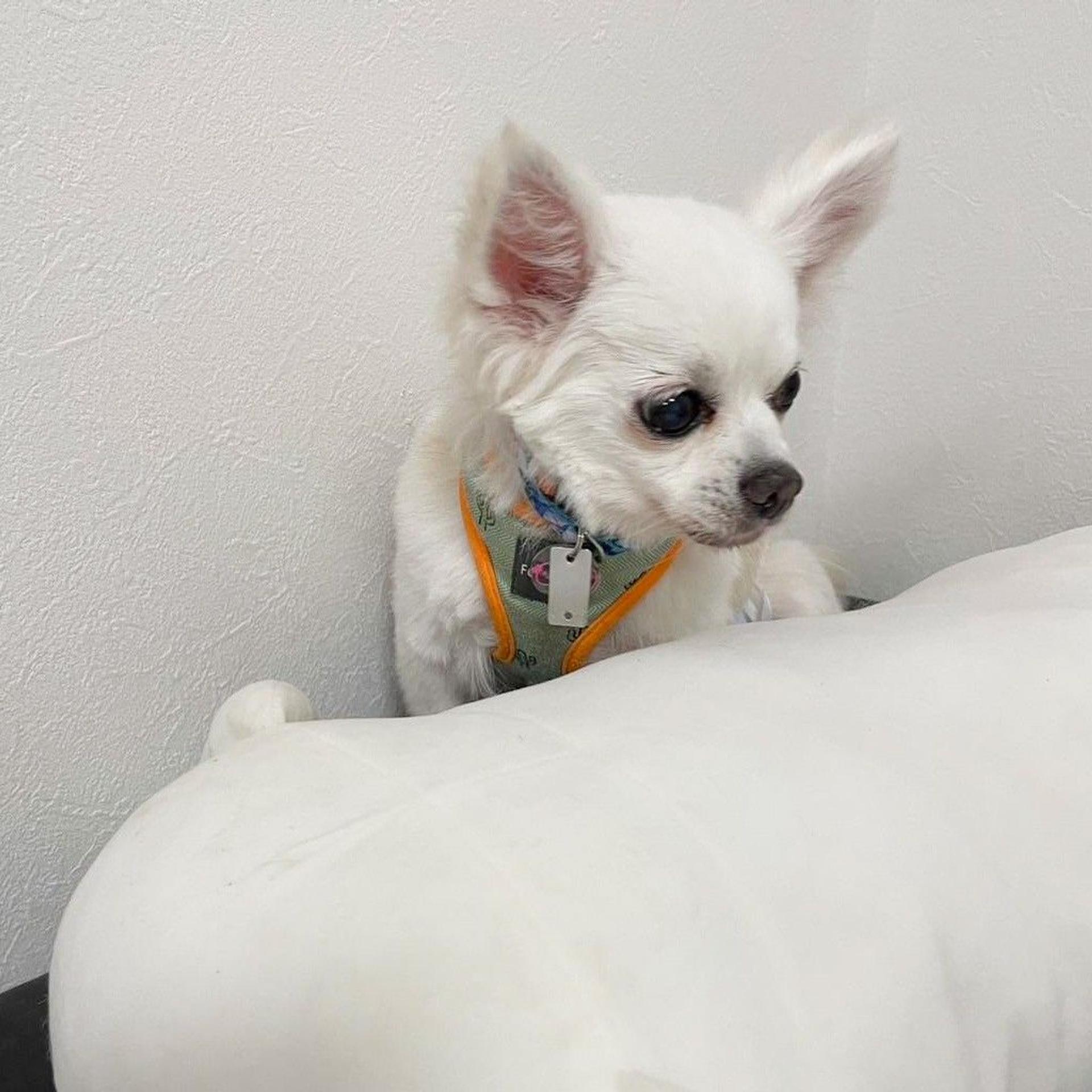 pet-image-7