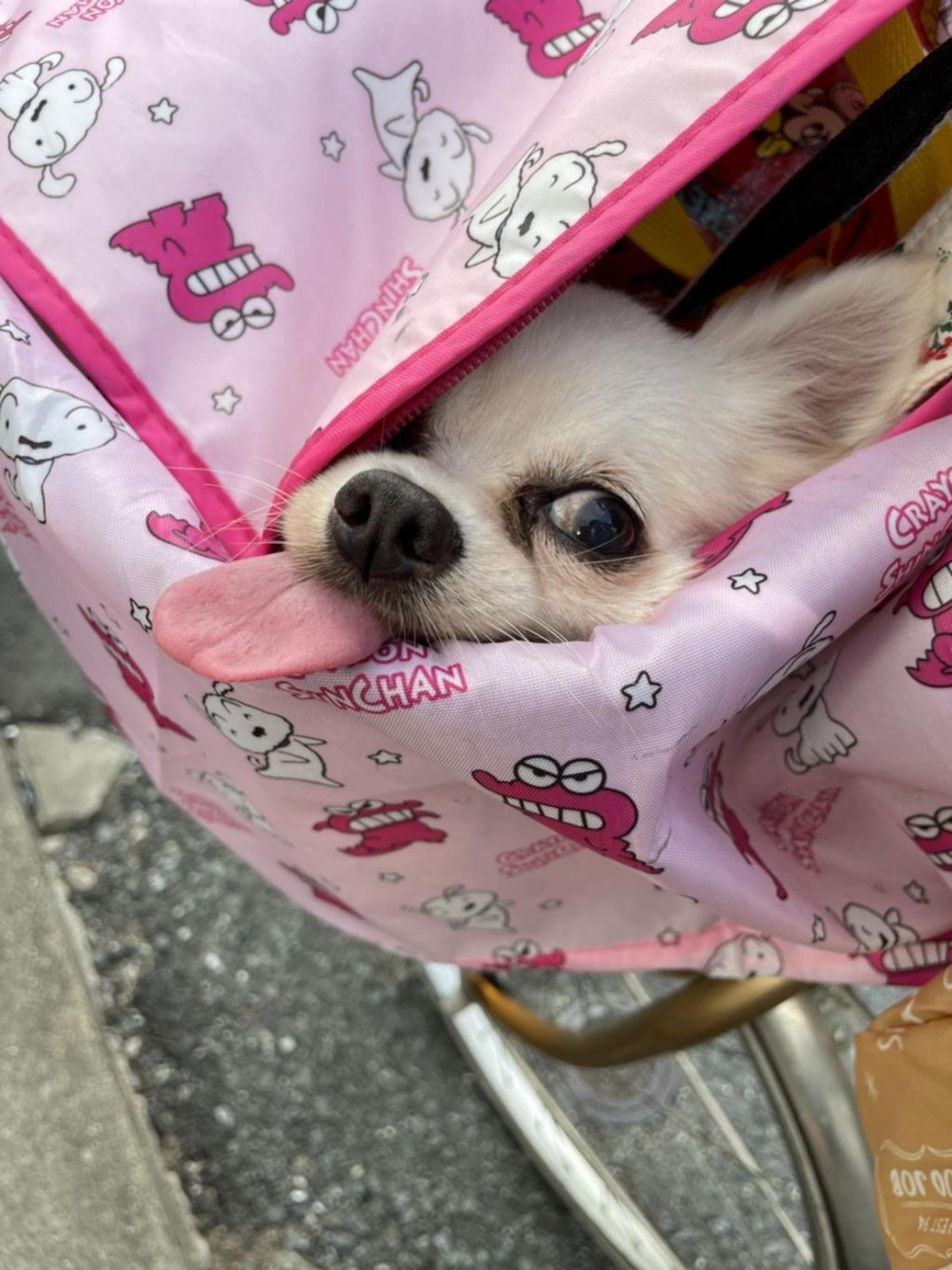 pet-image-9