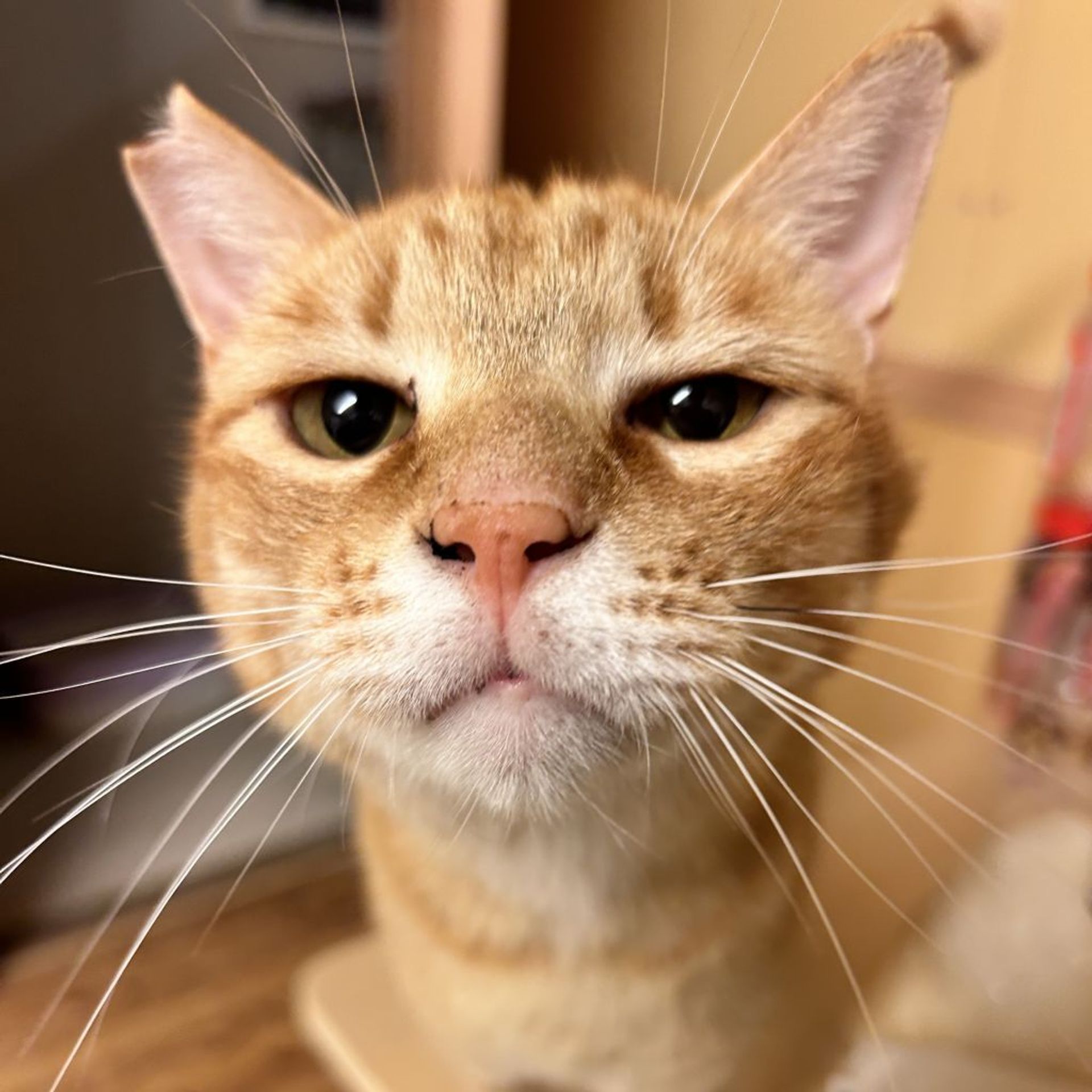 雑種（ミックス猫）・オスの里親募集の写真