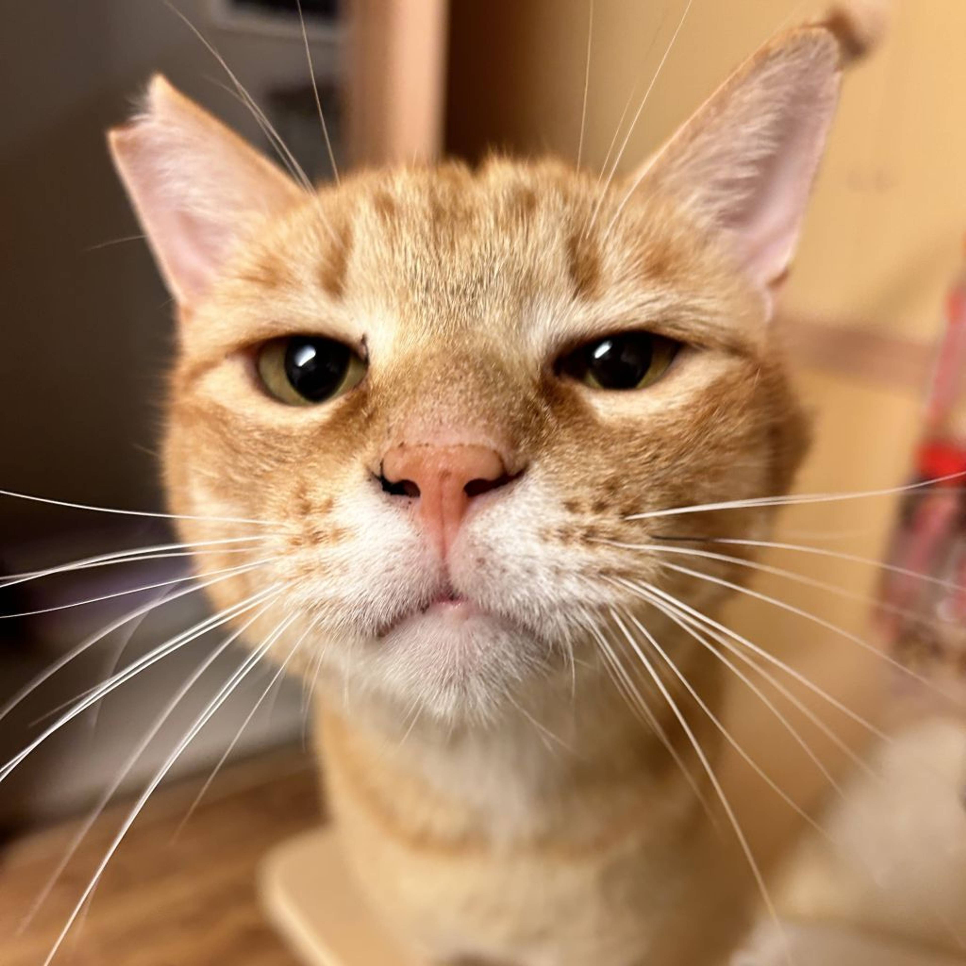 雑種（ミックス猫）・オスの里親募集の写真