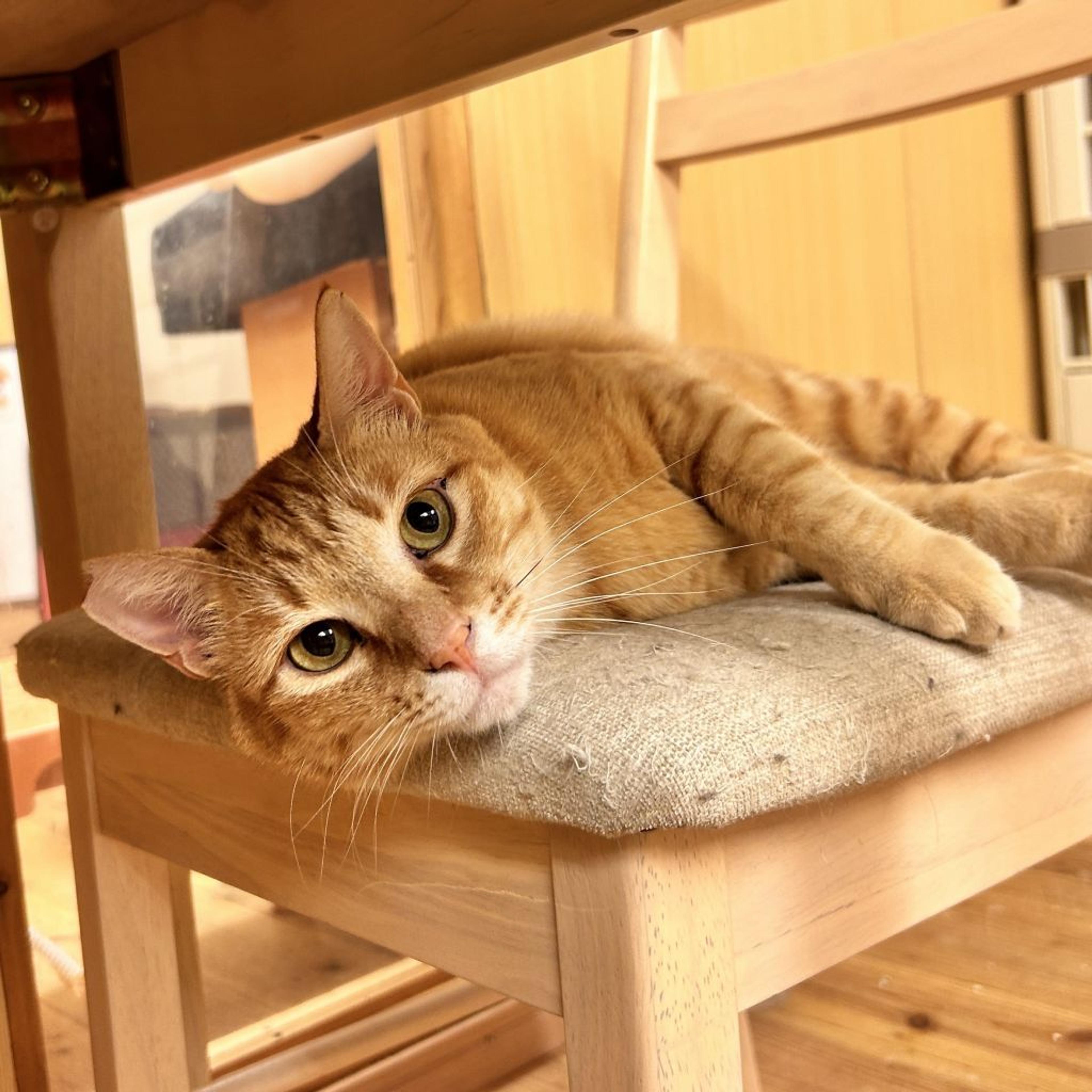 pet-image-2