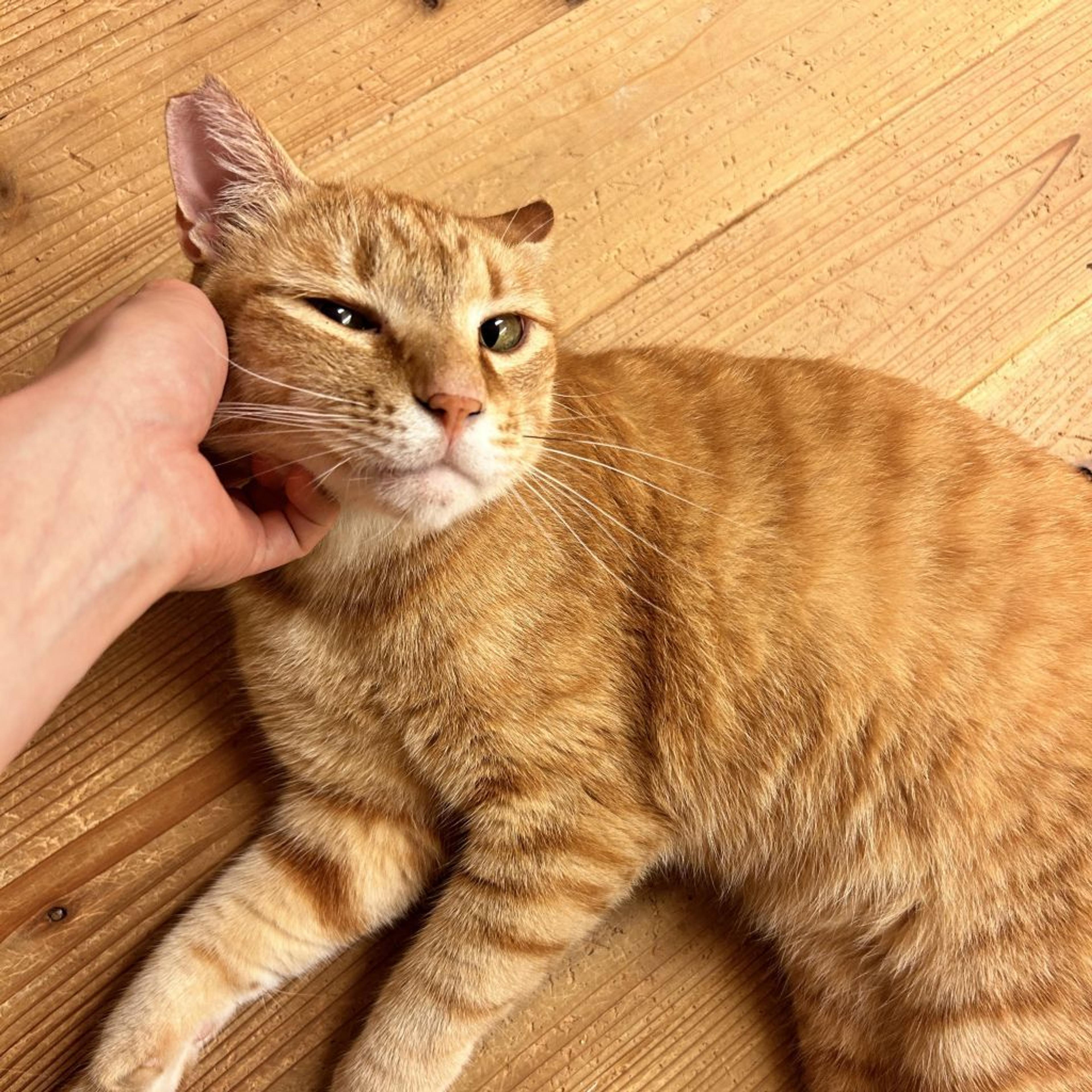 pet-image-3