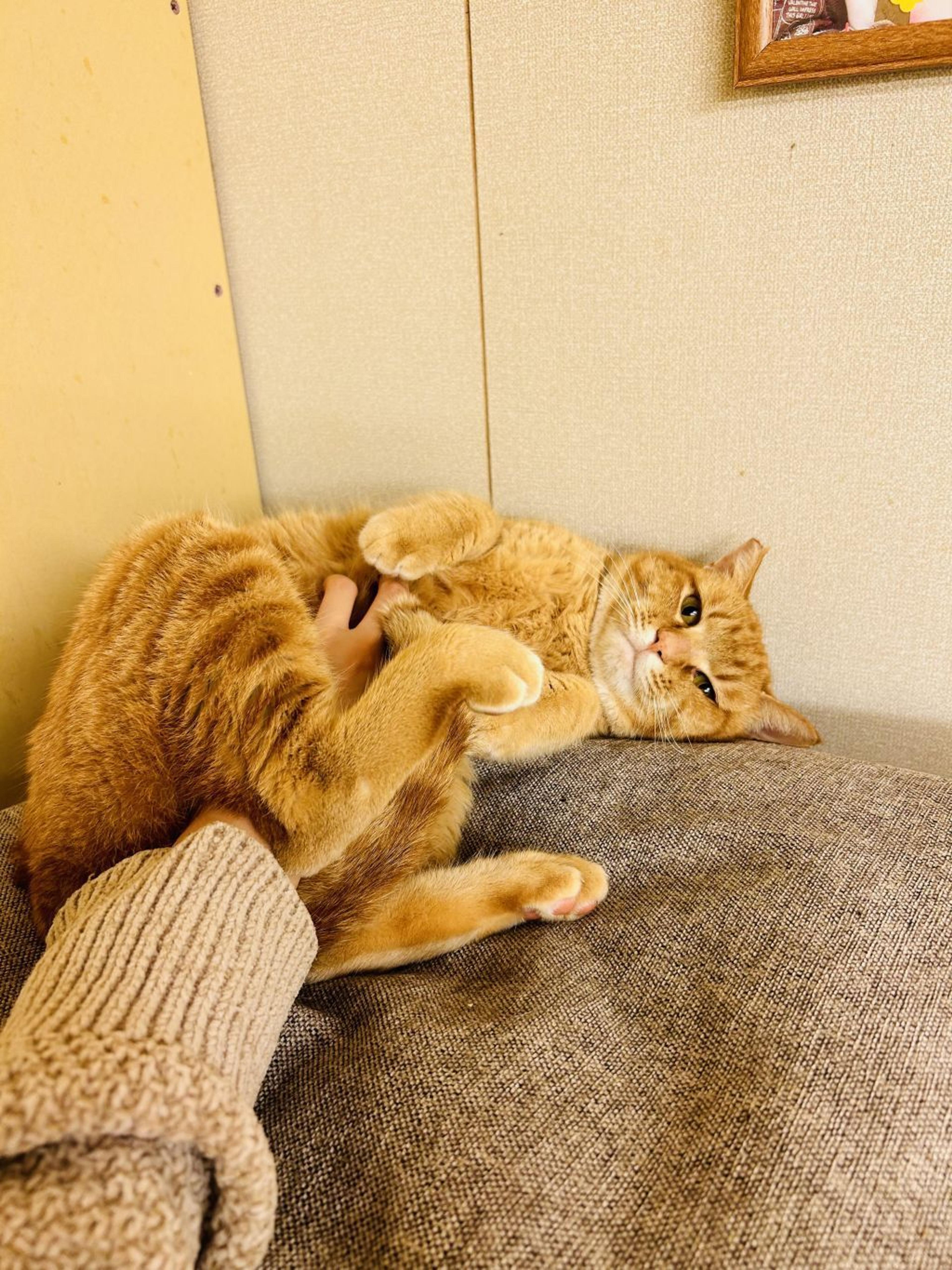 pet-image-4