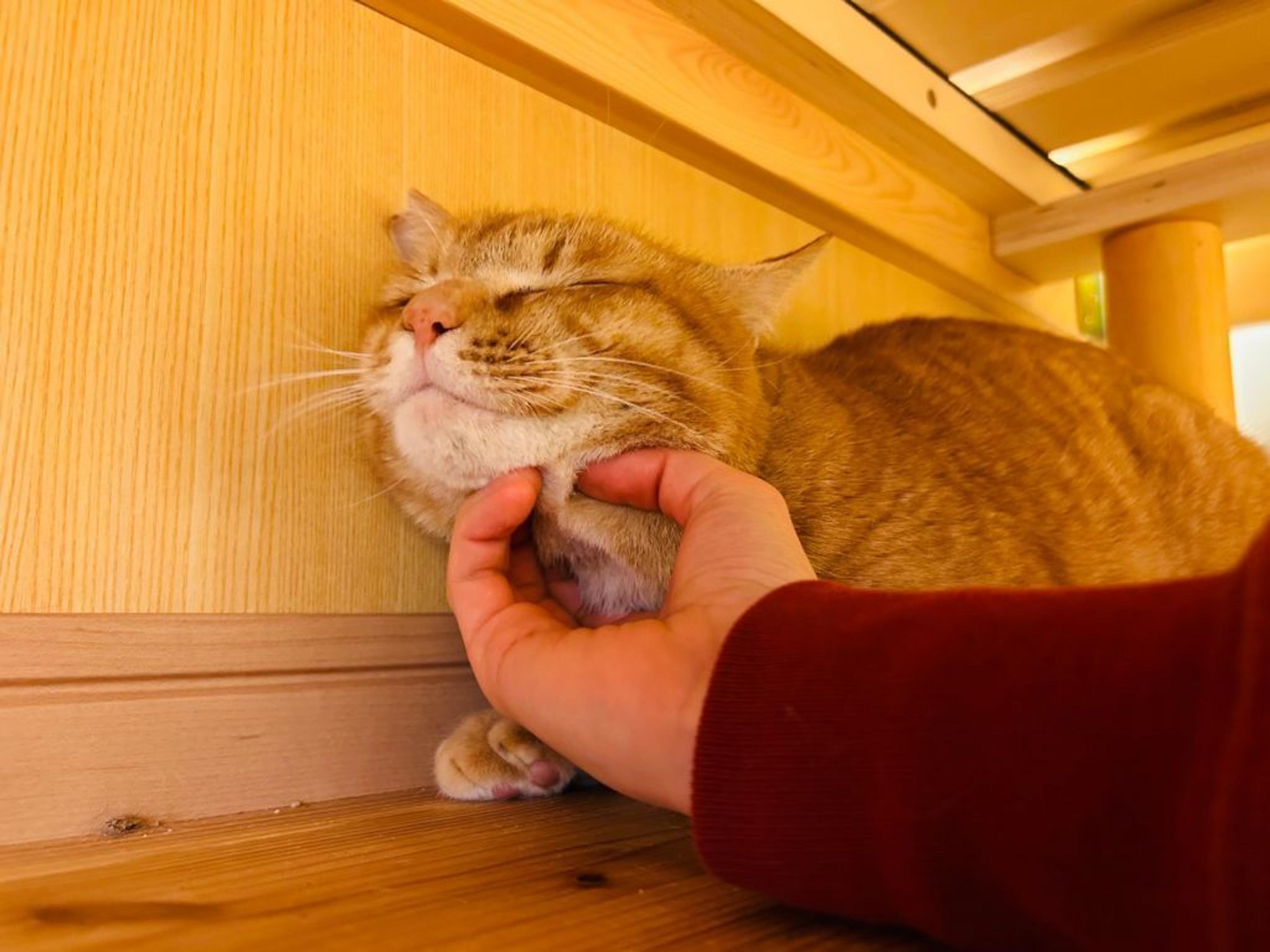 pet-image-5