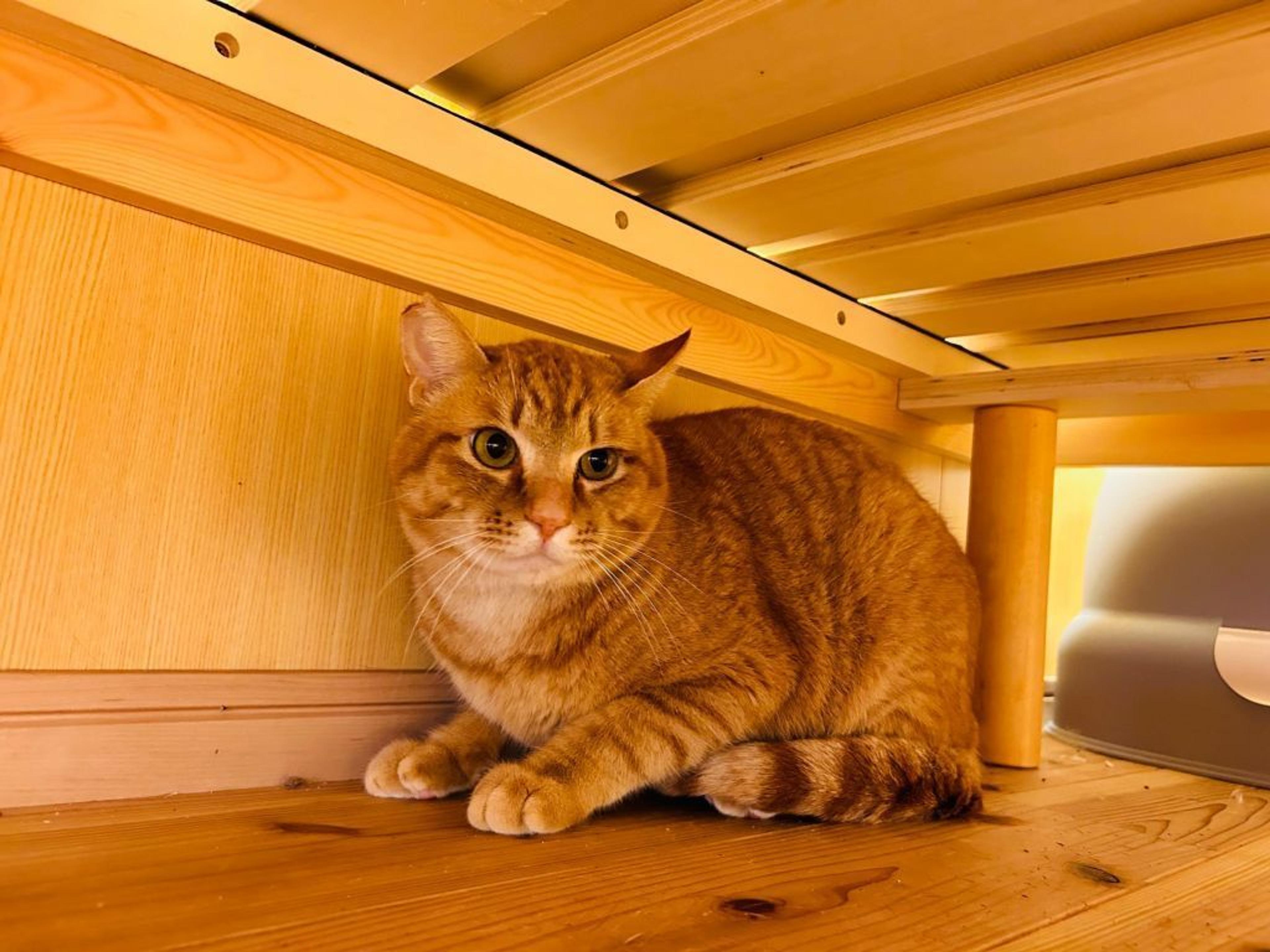 pet-image-7