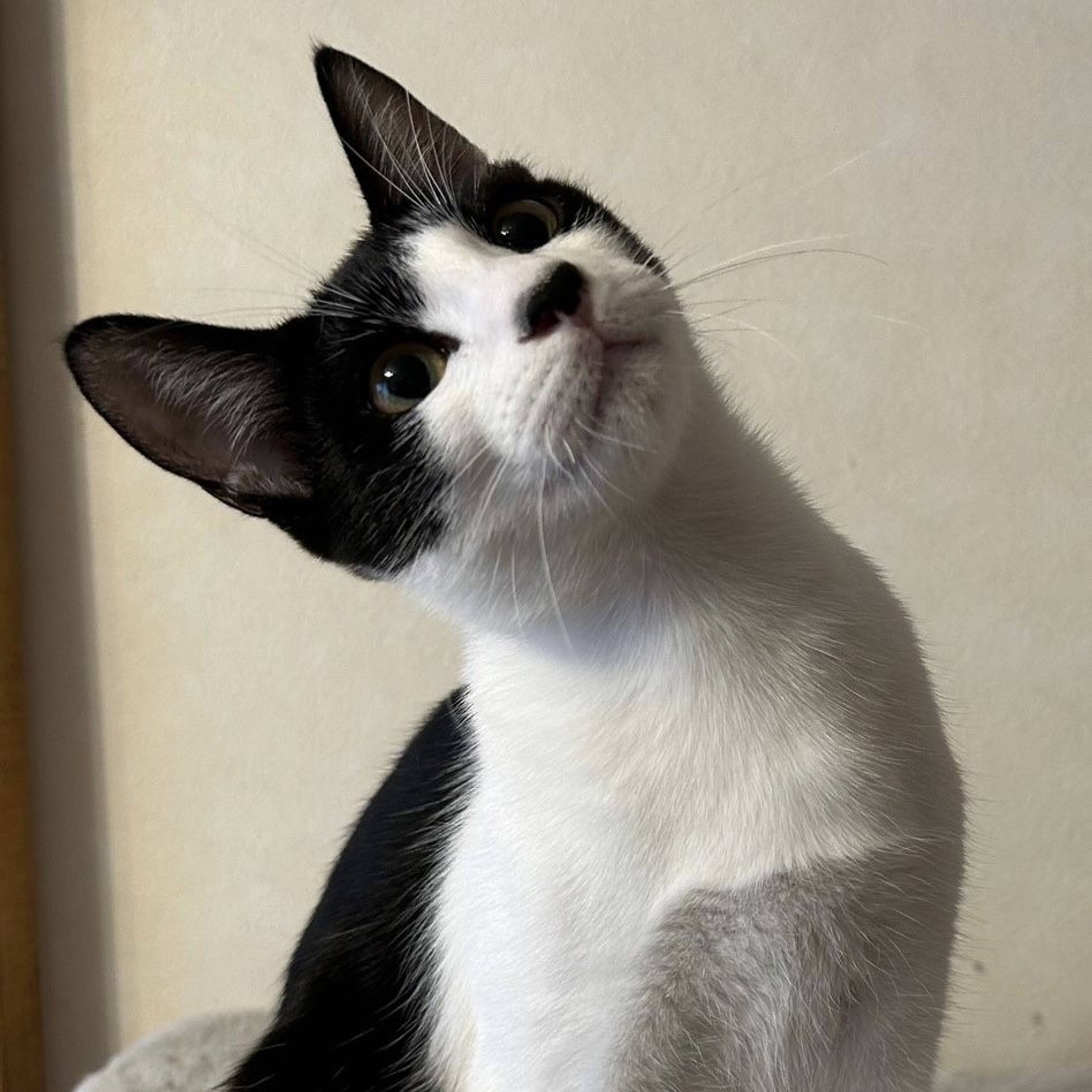 雑種（ミックス猫）・オスの里親募集の写真