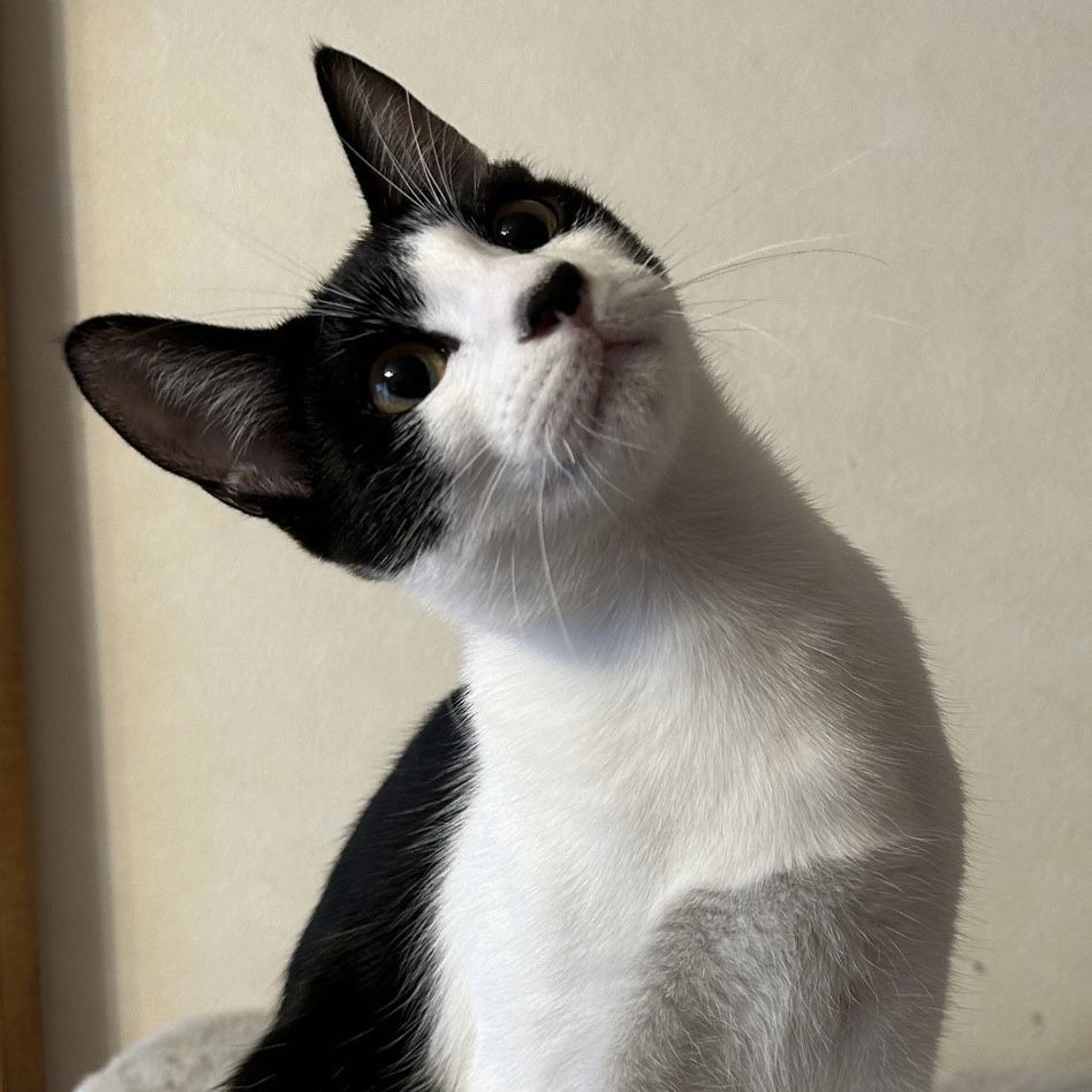 雑種（ミックス猫）・オスの里親募集の写真